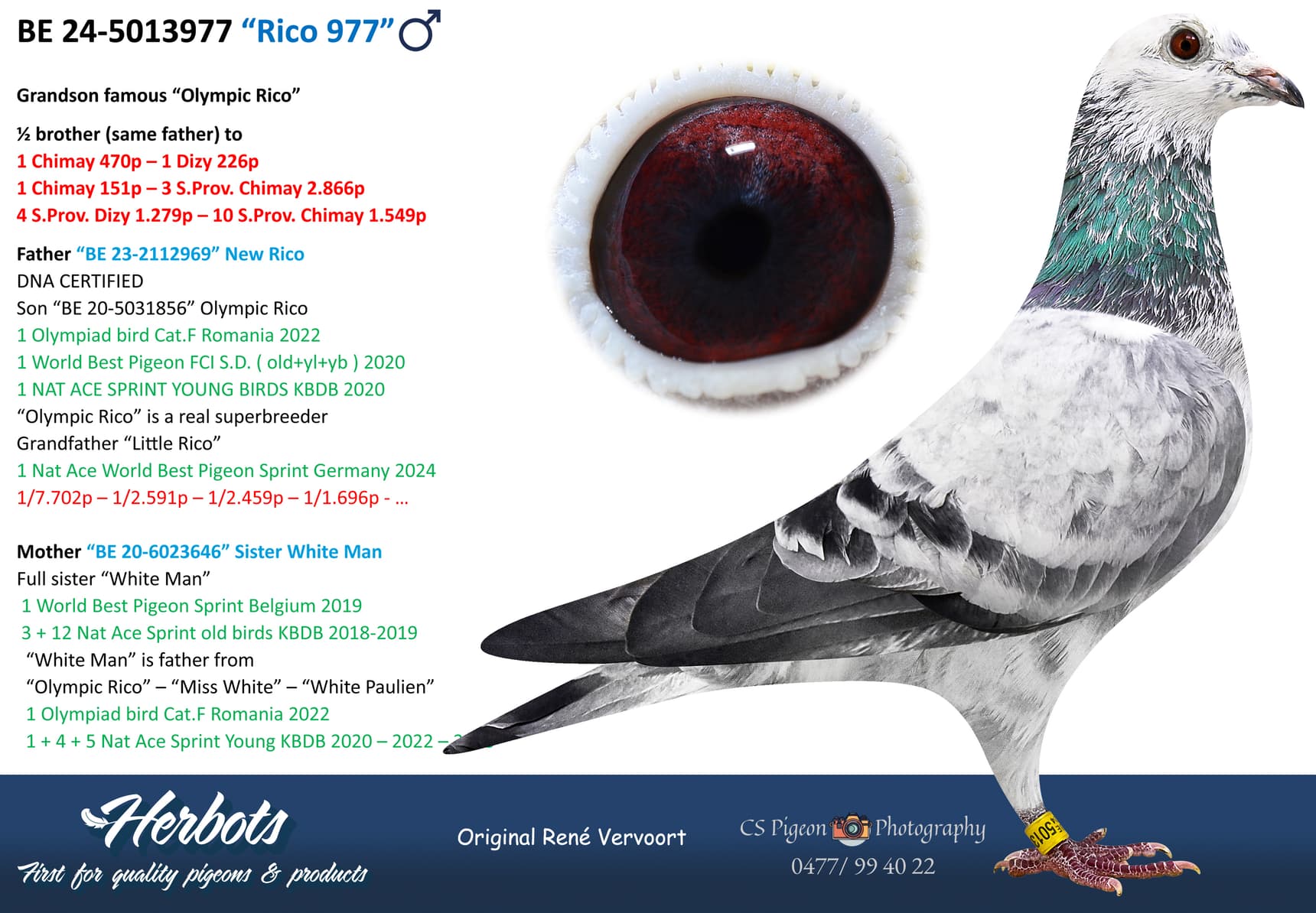 pigeon: undefined