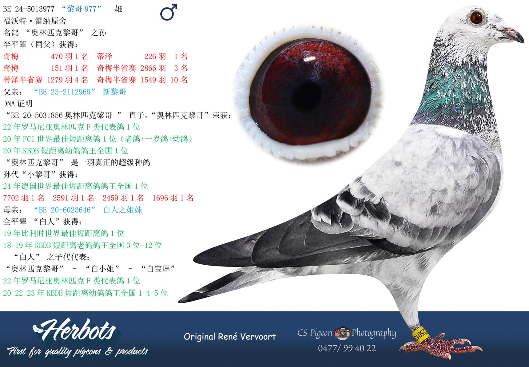 pigeon: undefined