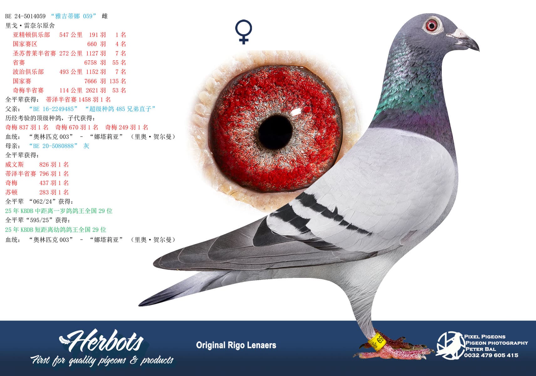 pigeon: undefined