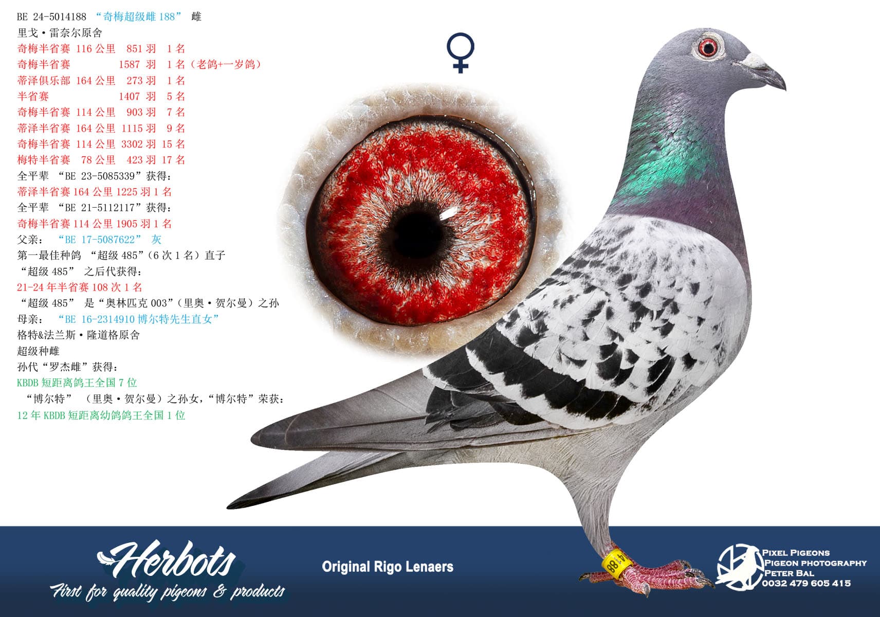 pigeon: undefined