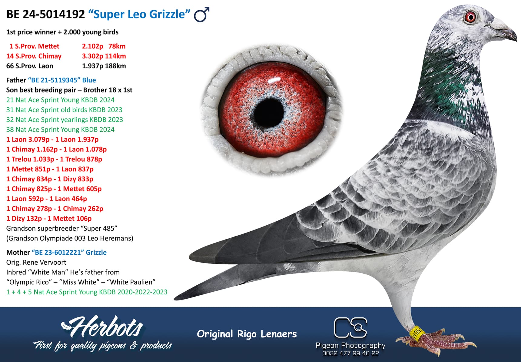pigeon: undefined