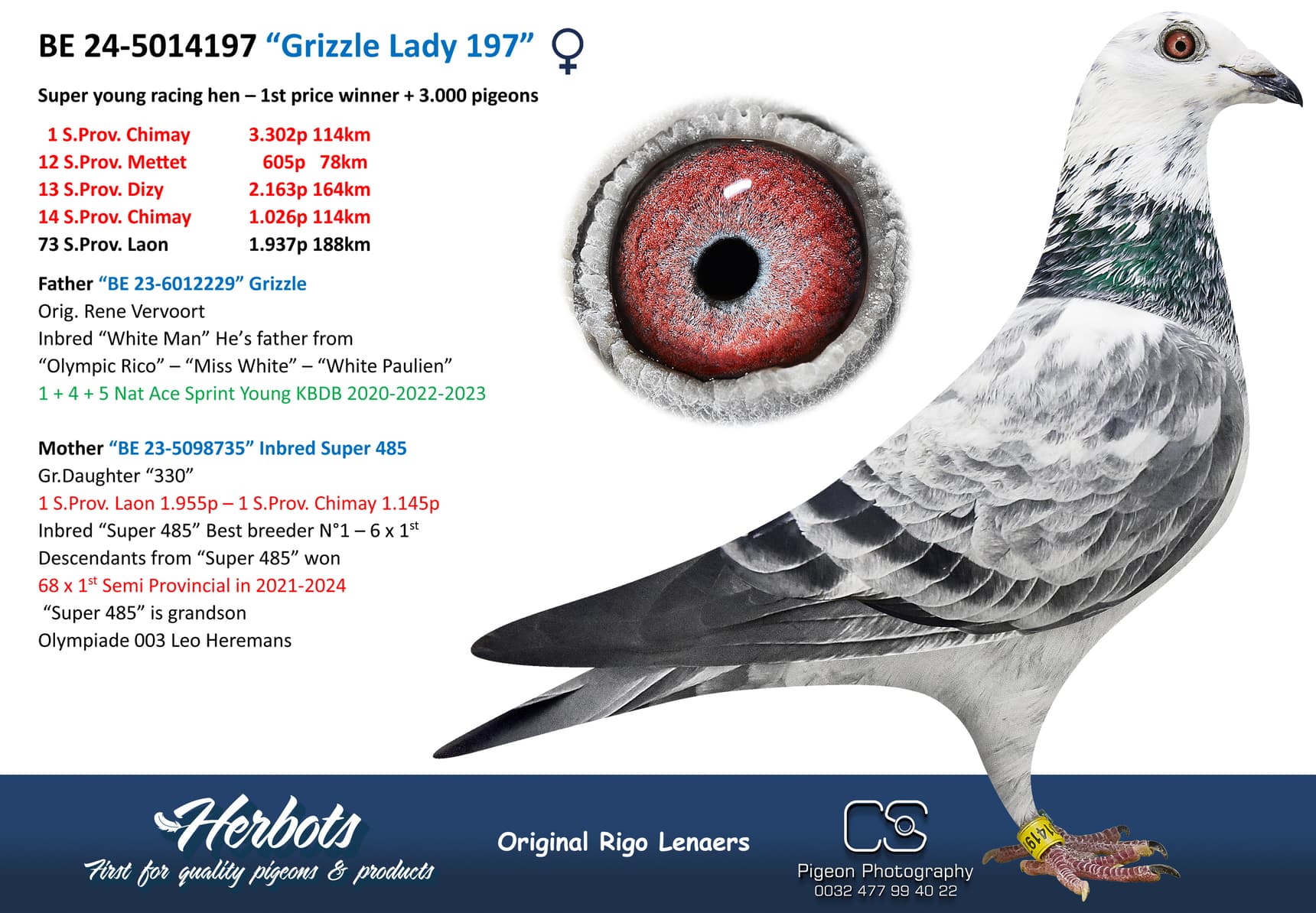 pigeon: undefined