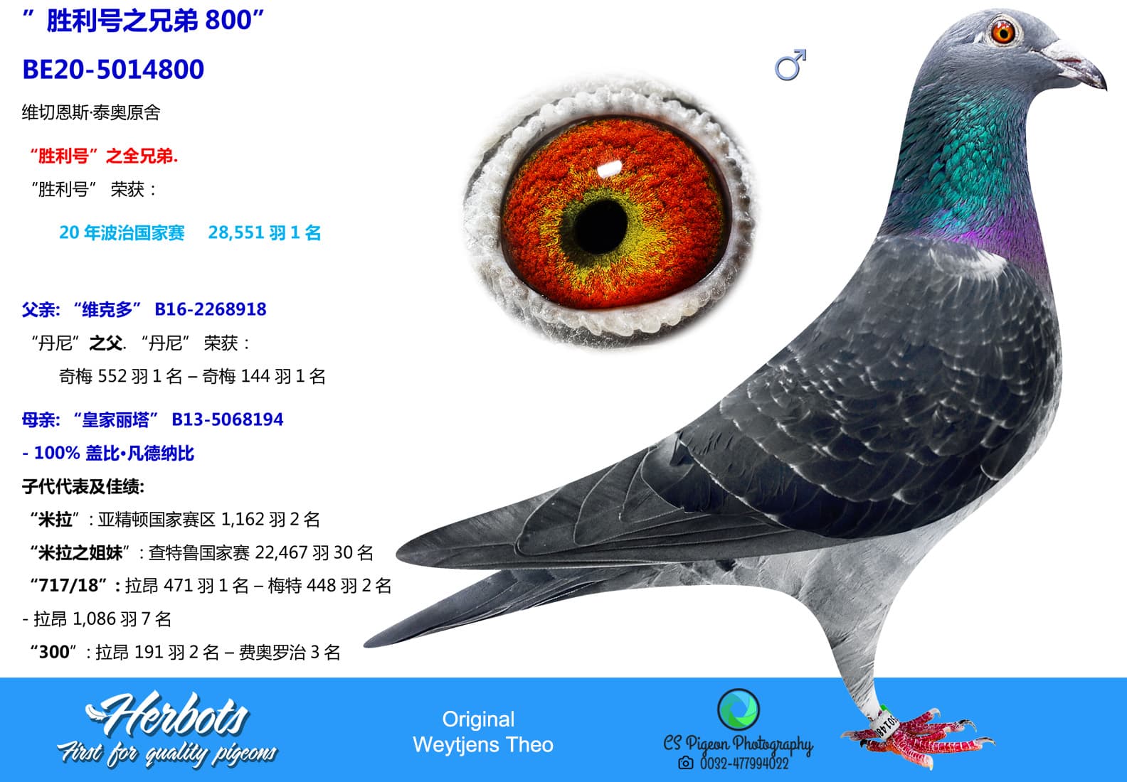 pigeon: undefined
