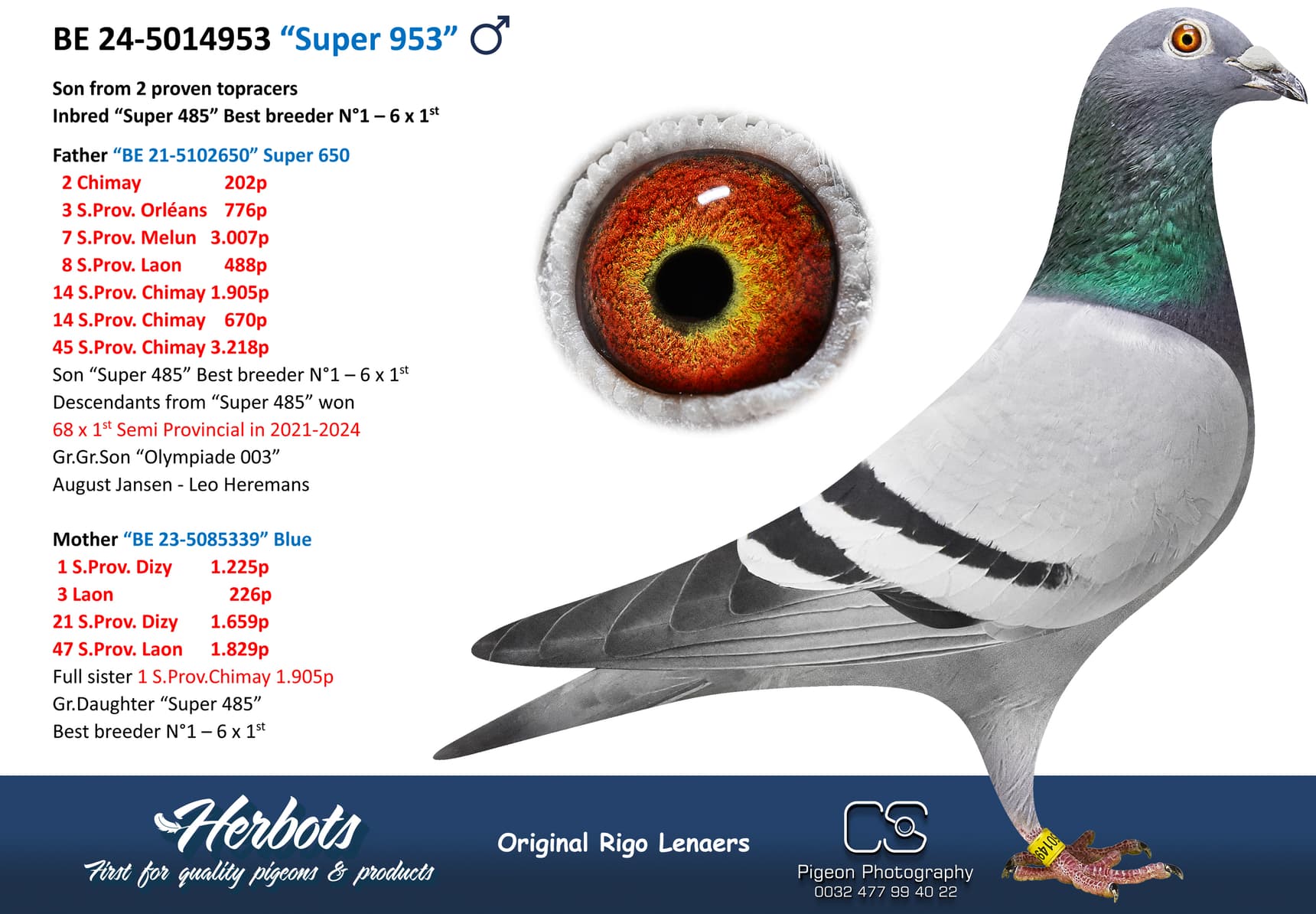 pigeon: undefined
