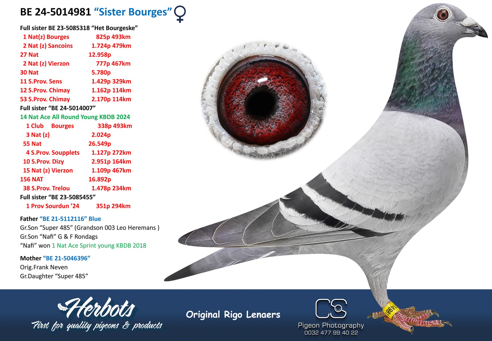 pigeon: undefined