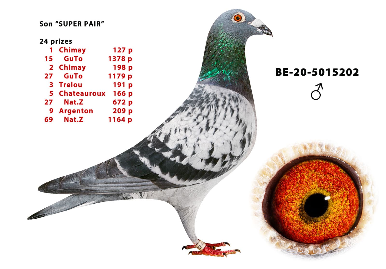 pigeon: undefined