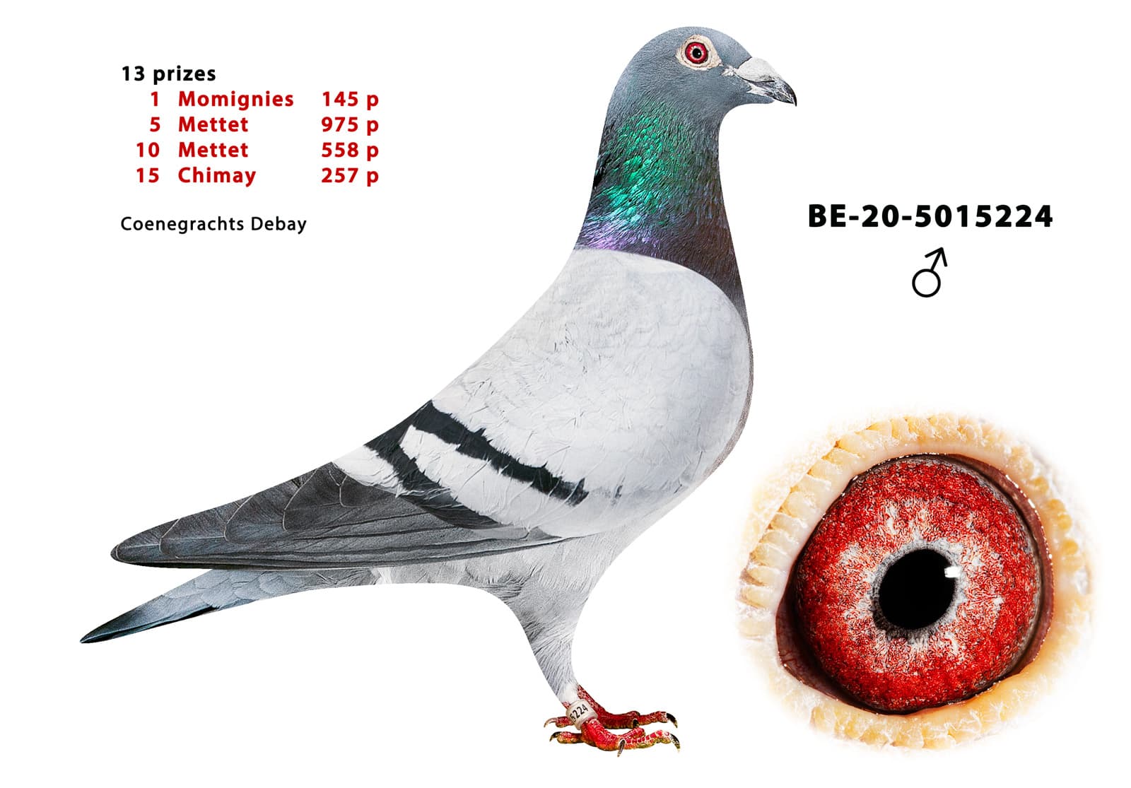 pigeon: undefined