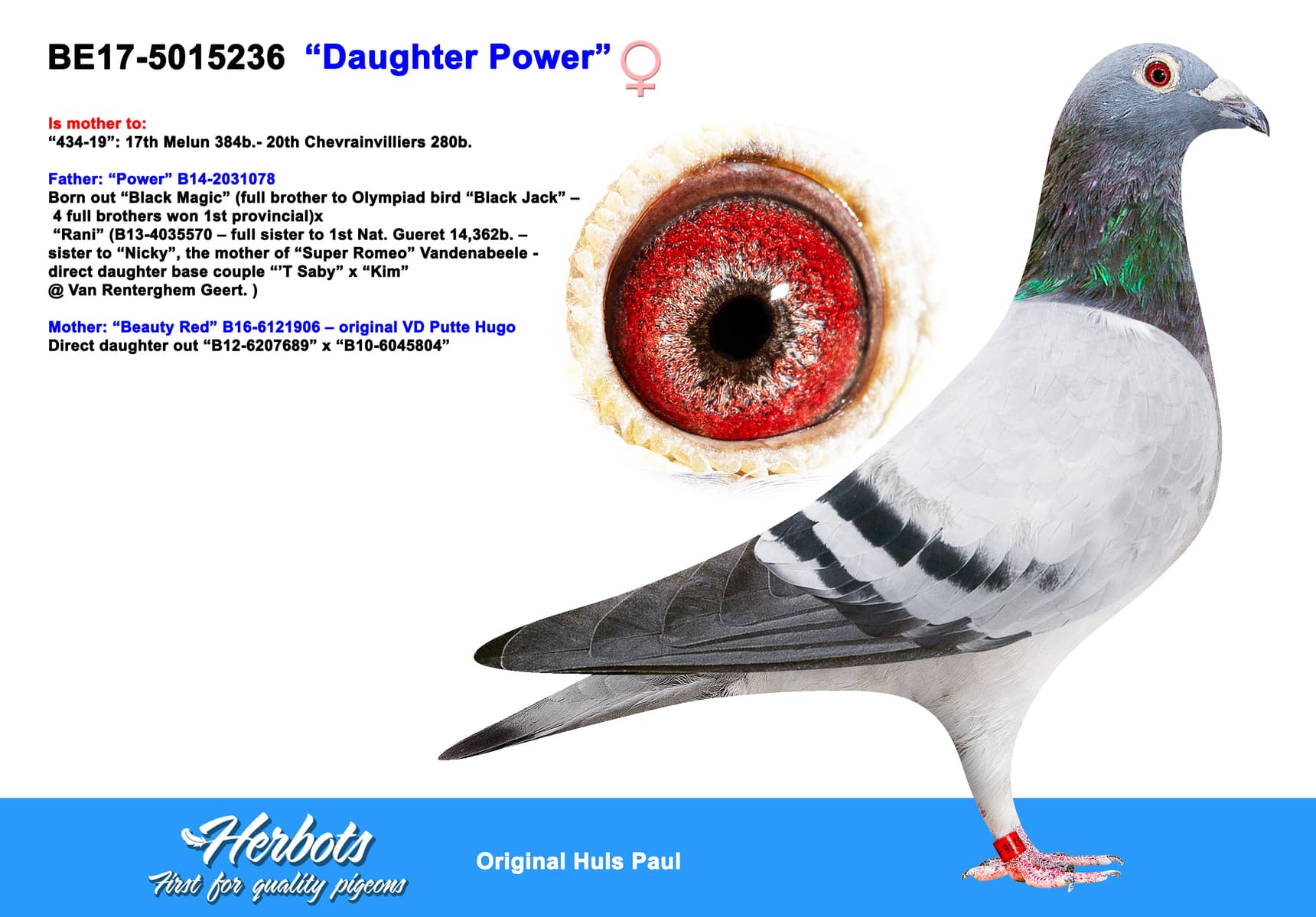 pigeon: undefined