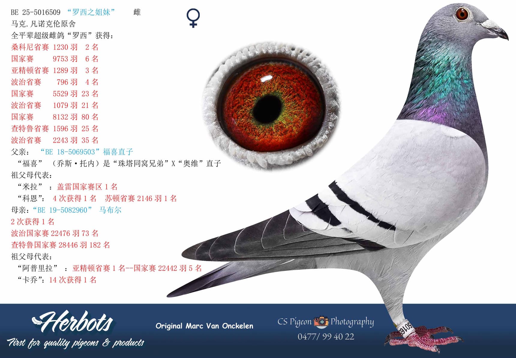 pigeon: undefined