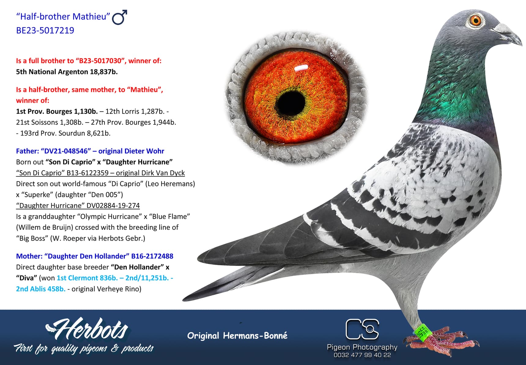 pigeon: undefined