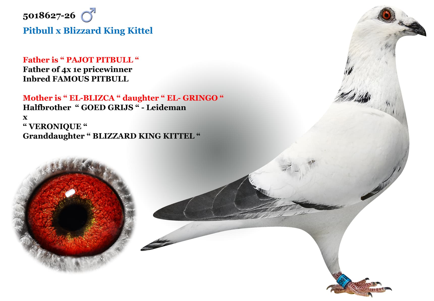 Pitbull x Blizzard King Kittel