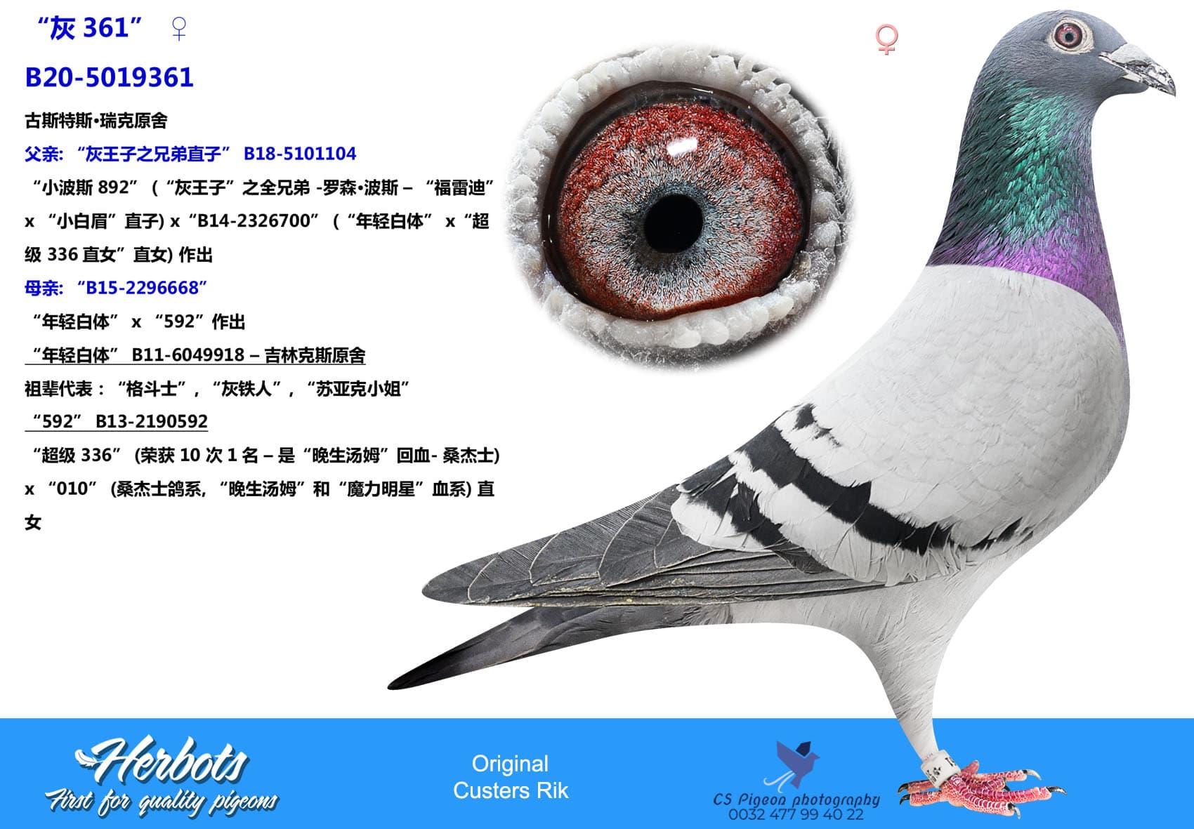 pigeon: “灰361”