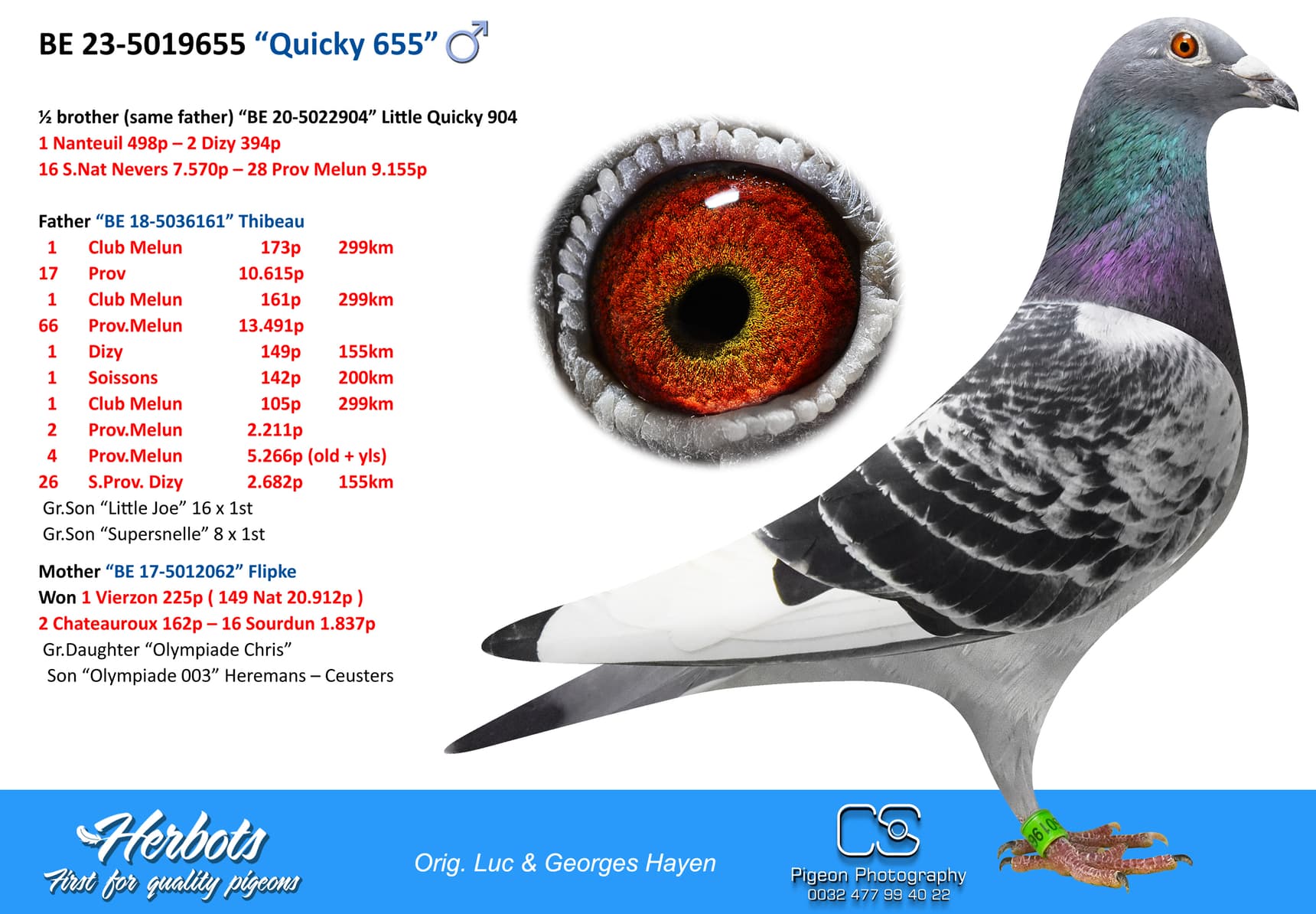 pigeon: “Quicky 655”