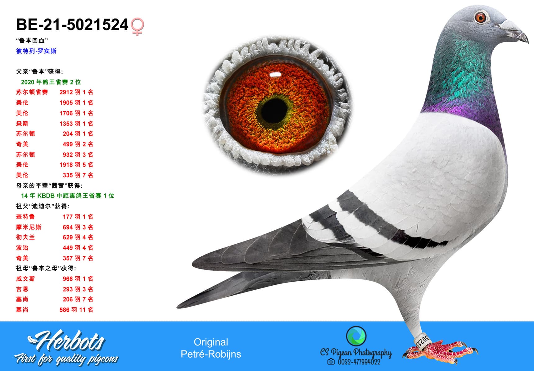 pigeon: undefined