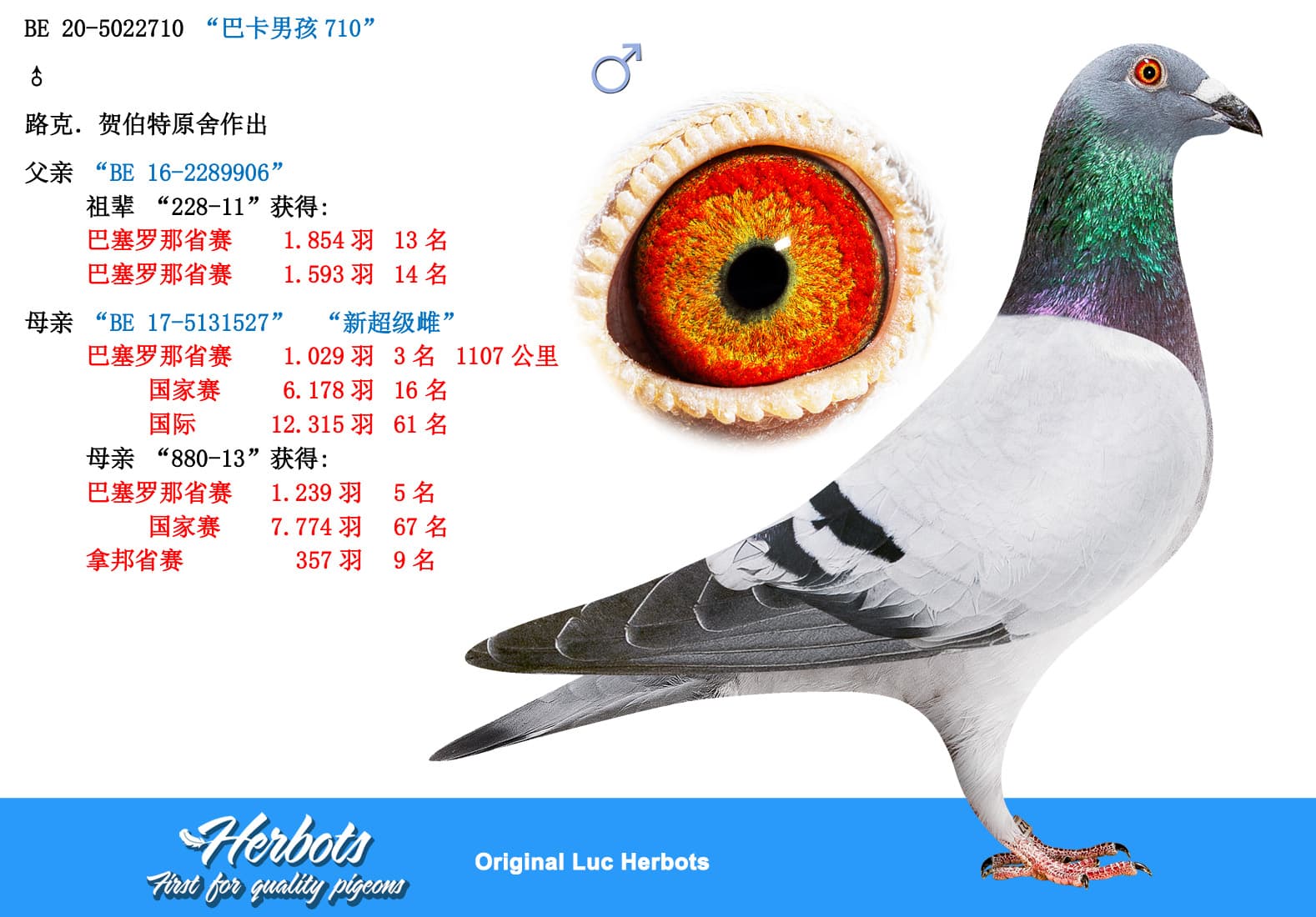 pigeon: undefined