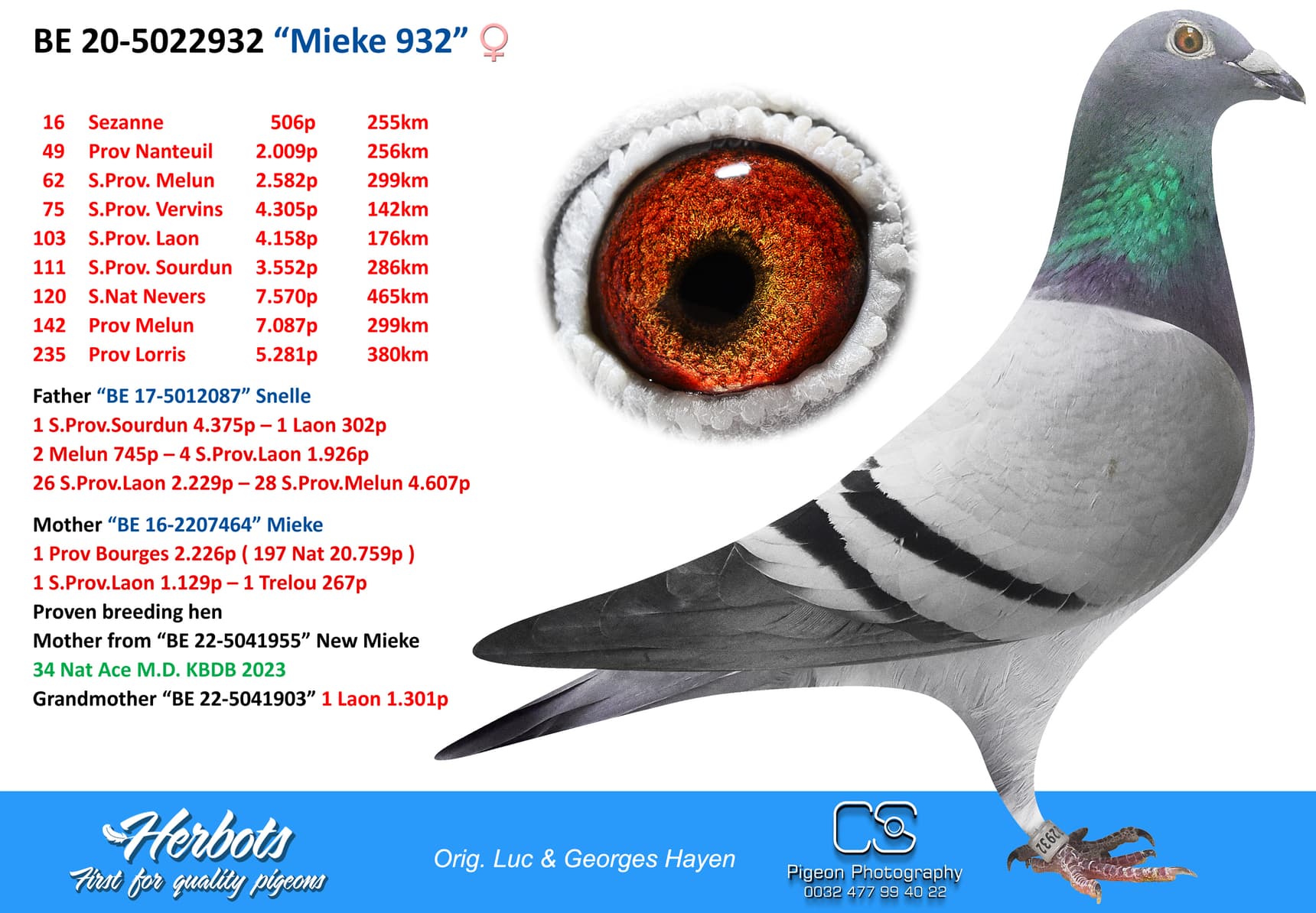 pigeon: “Mieke 932”