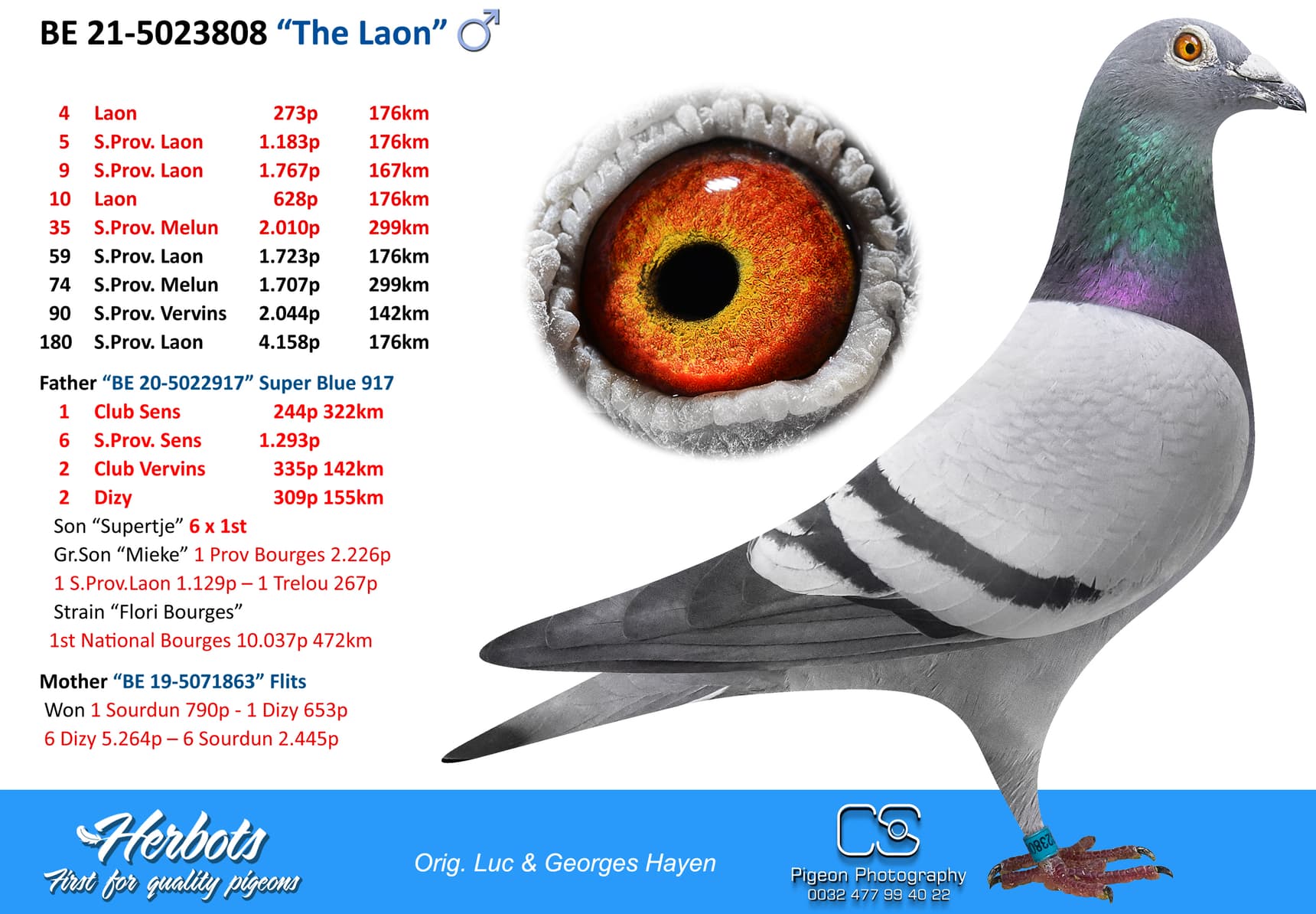 pigeon: undefined