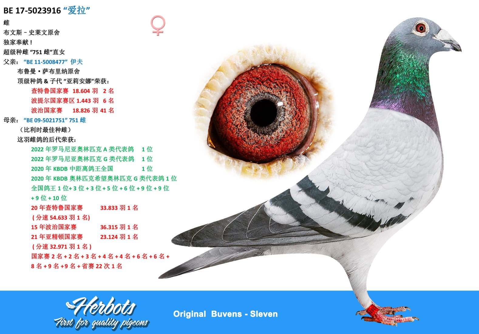 pigeon: undefined