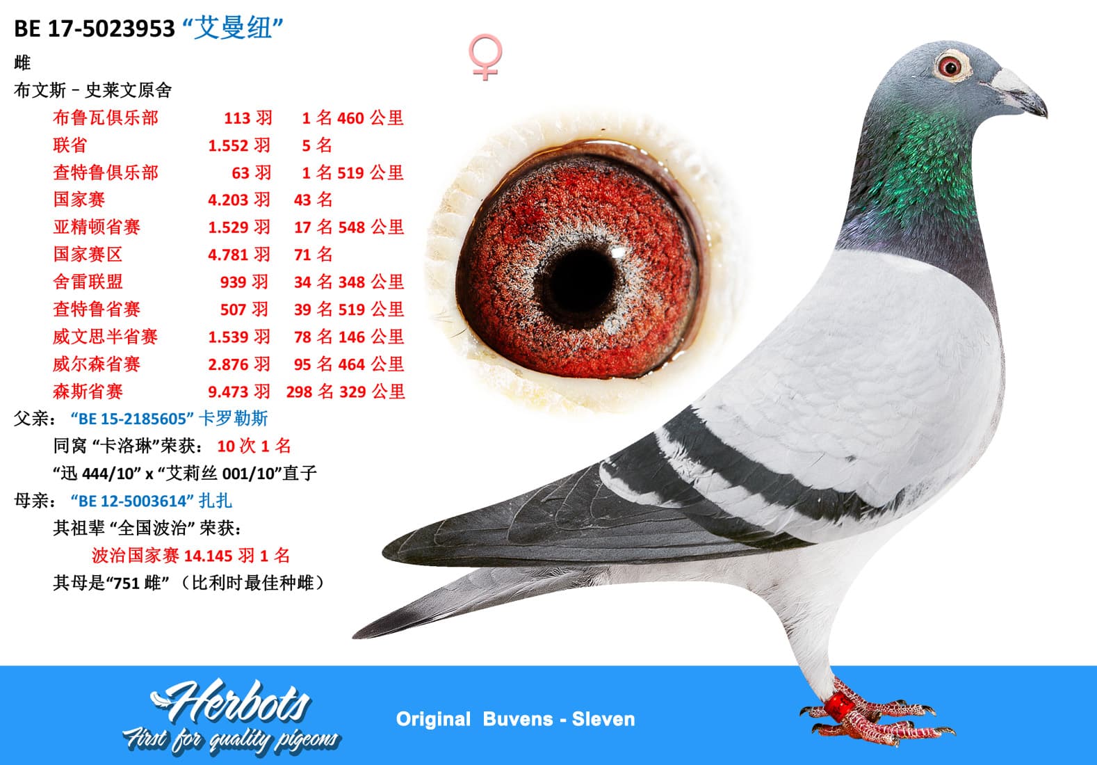 pigeon: undefined