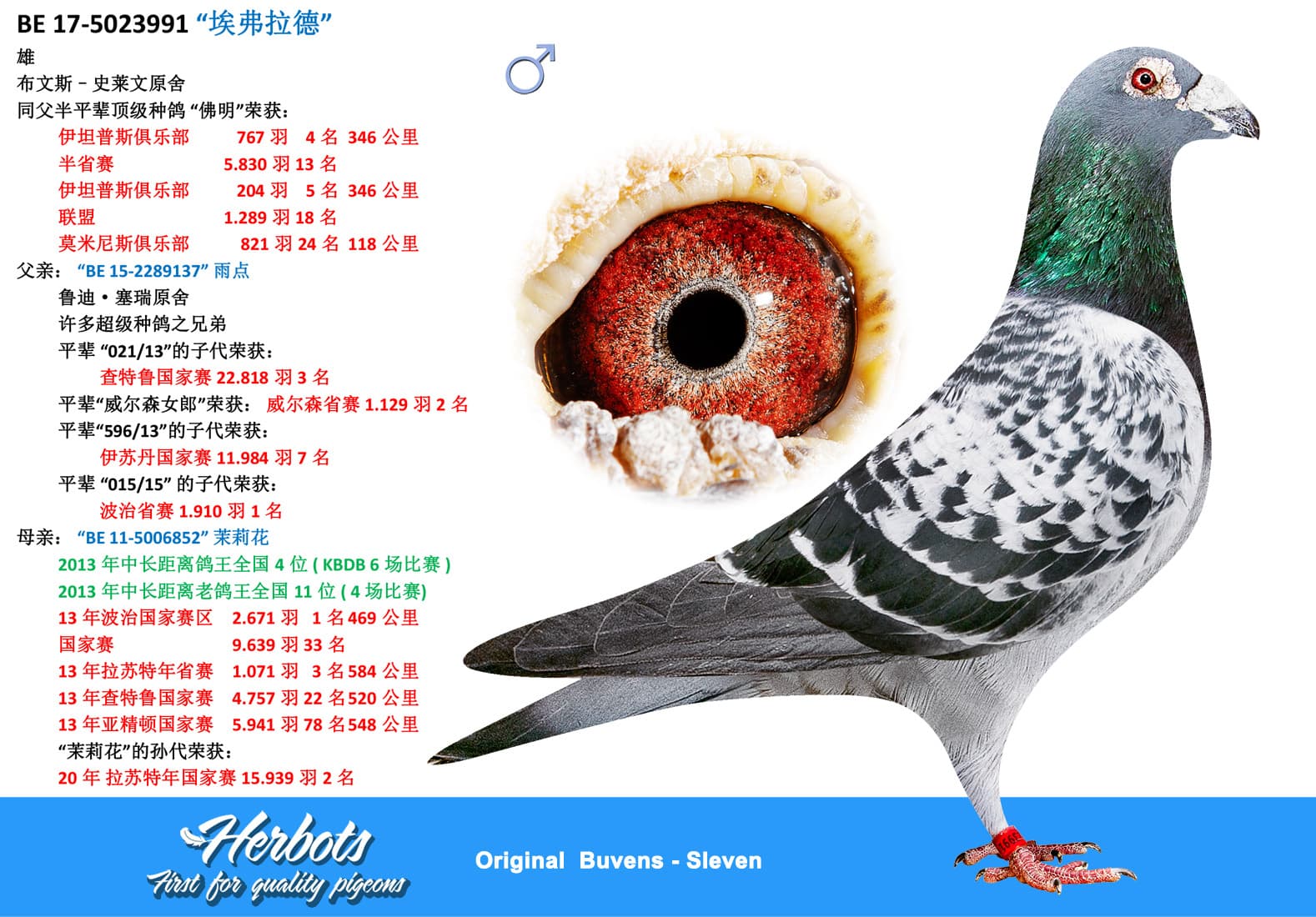 pigeon: “埃弗拉德”