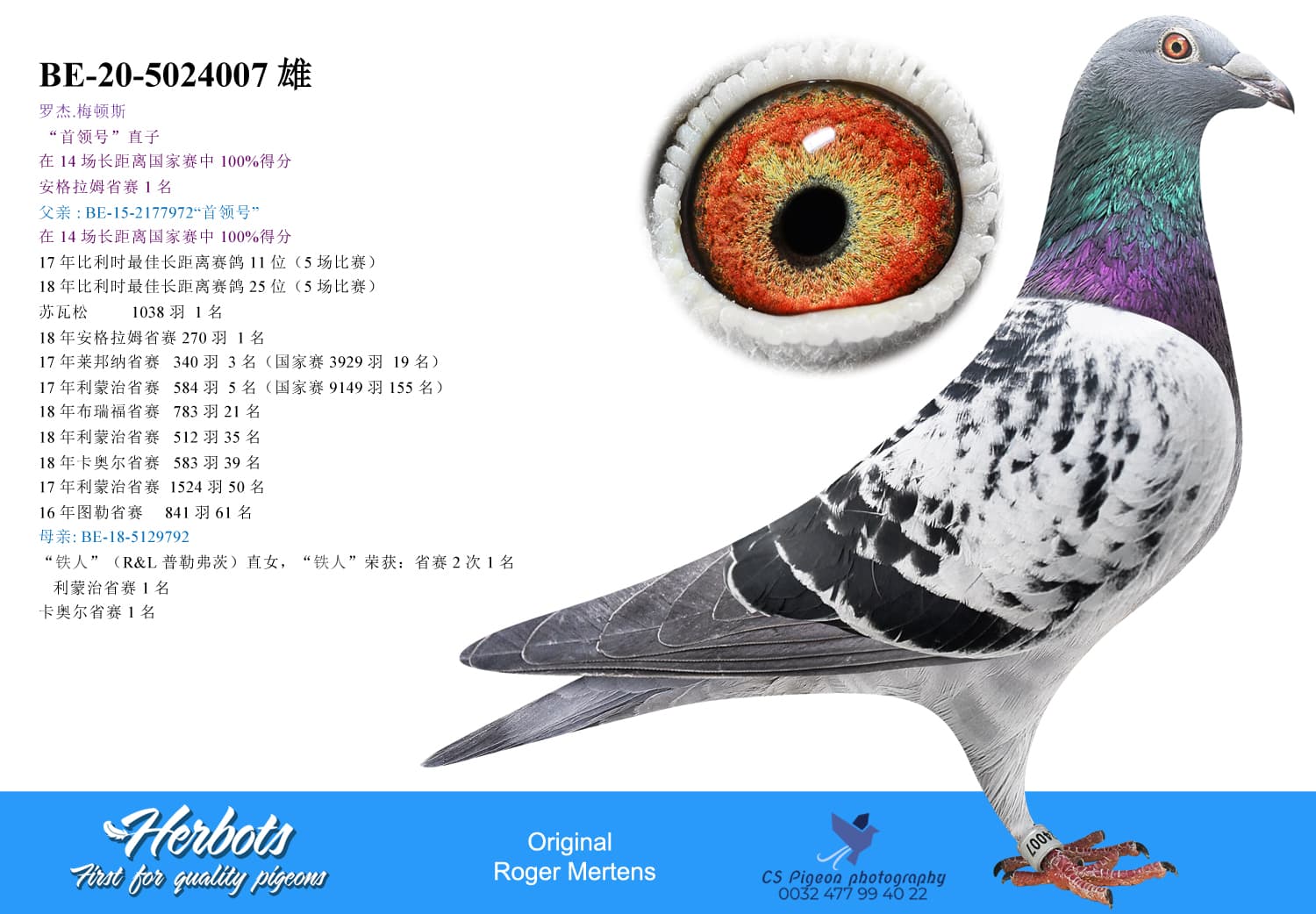 pigeon: undefined