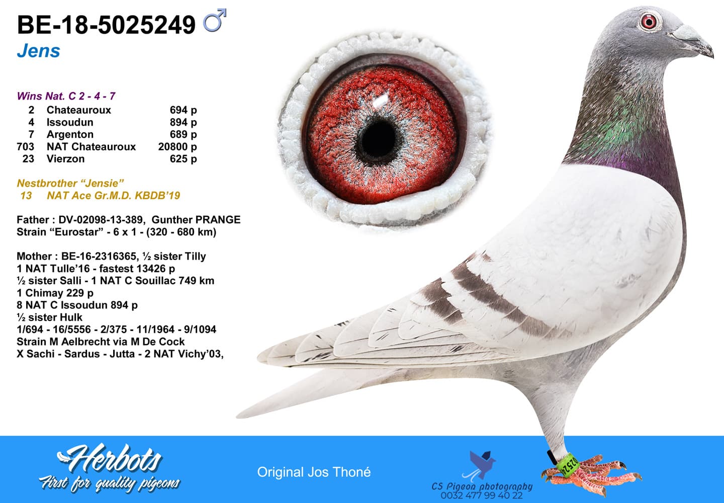 pigeon: undefined