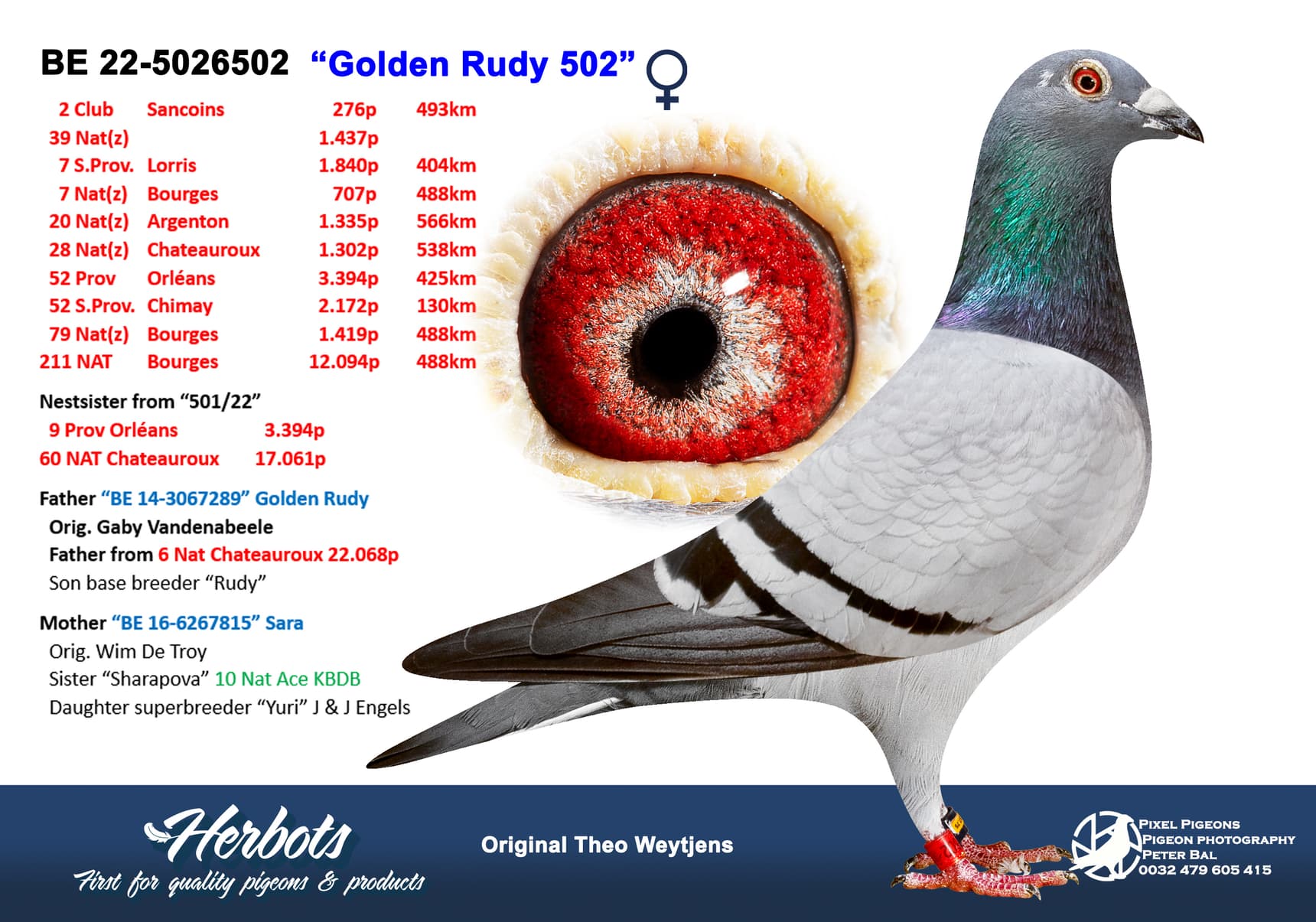 pigeon: undefined