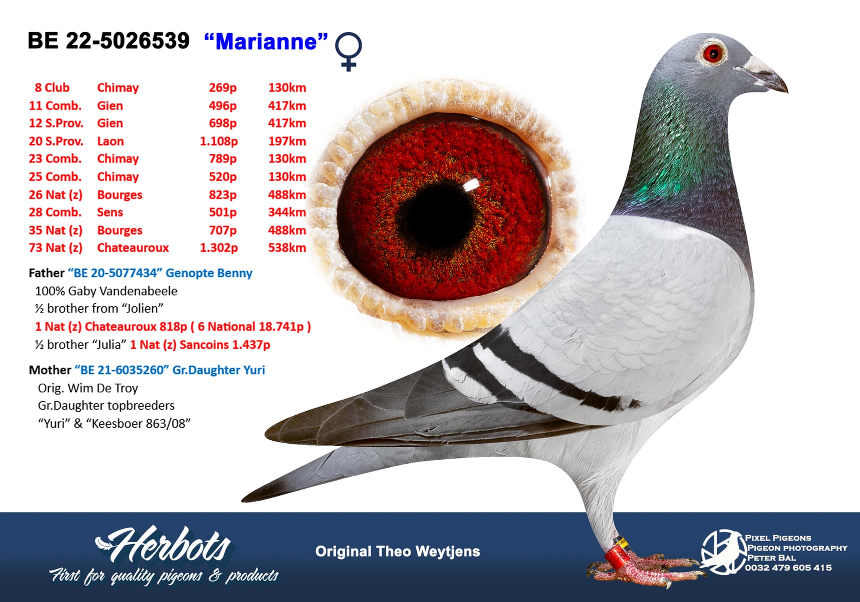 pigeon: undefined
