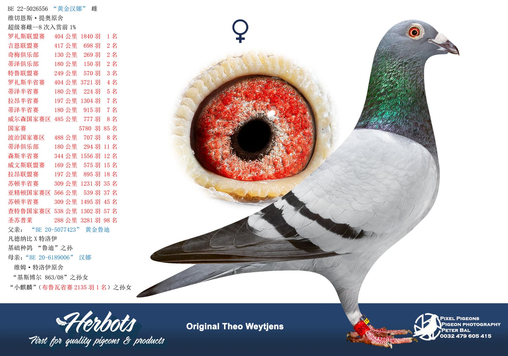 pigeon: undefined
