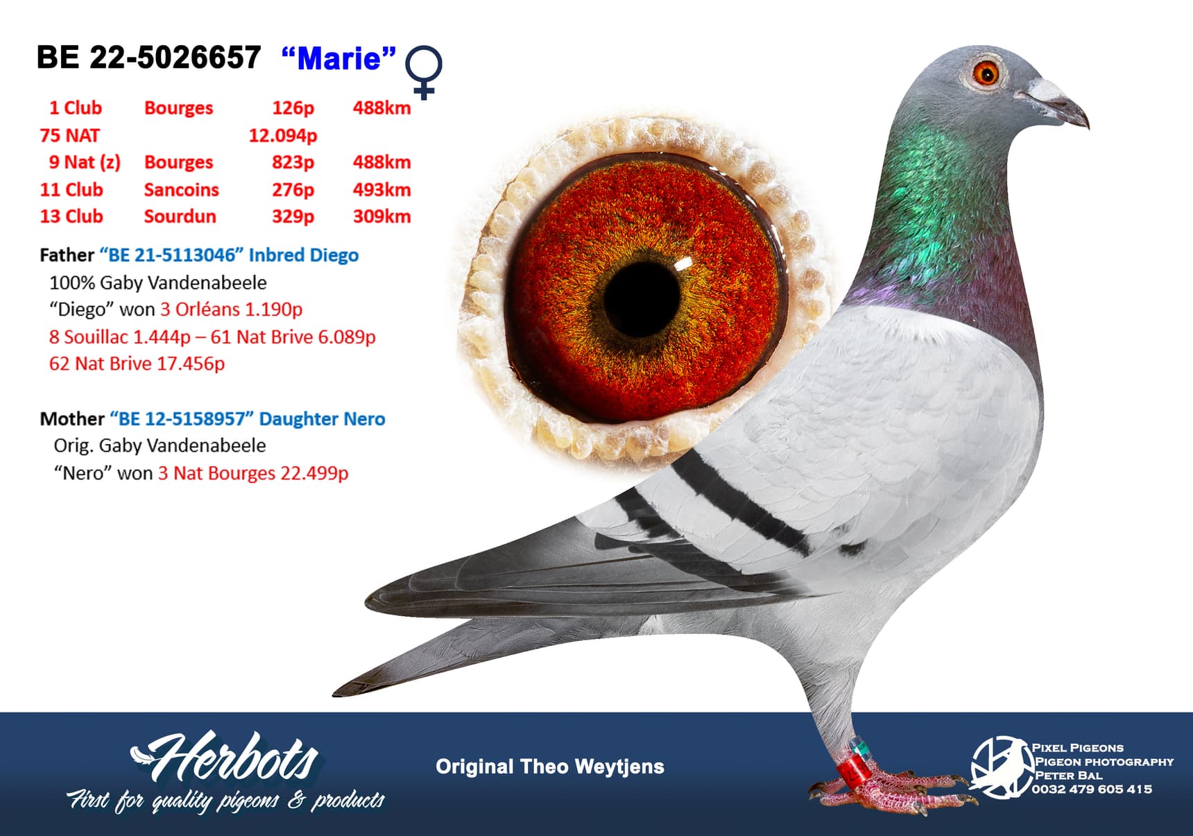 pigeon: undefined