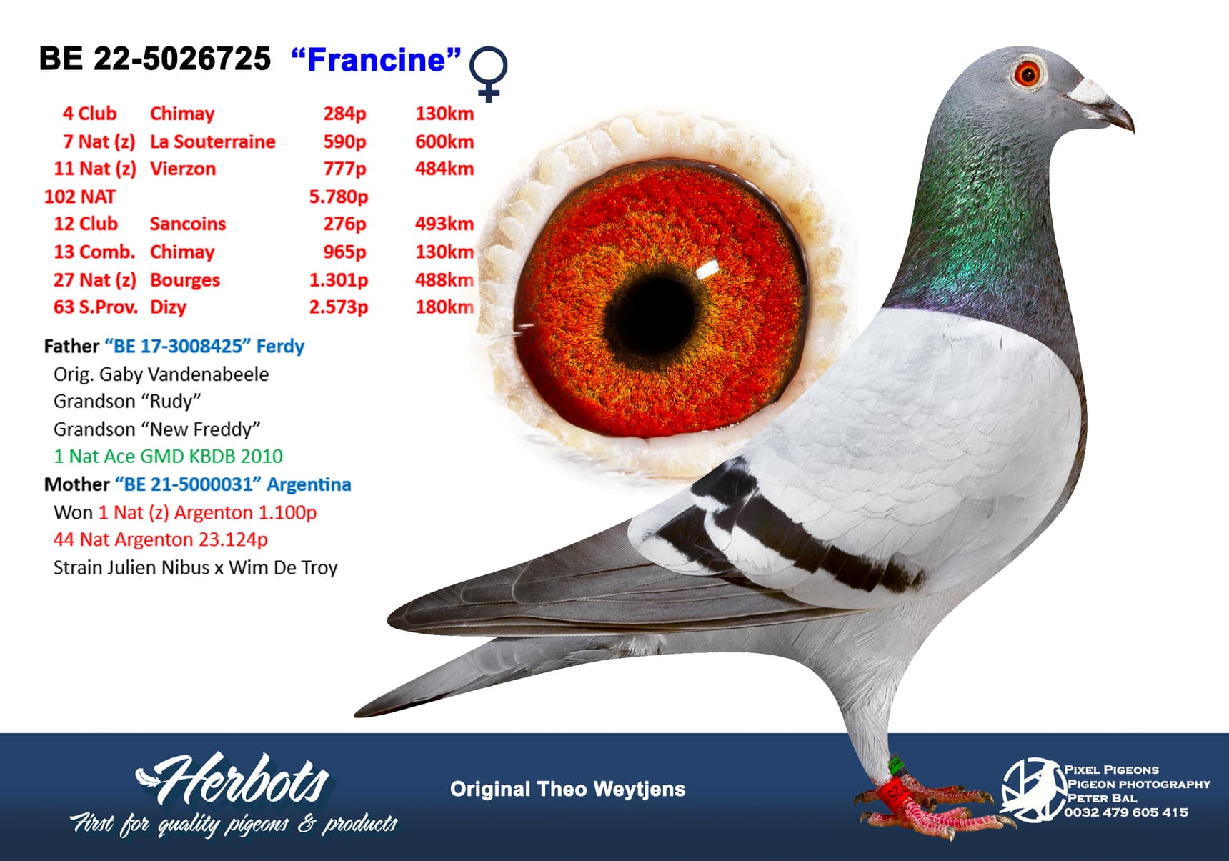 pigeon: undefined