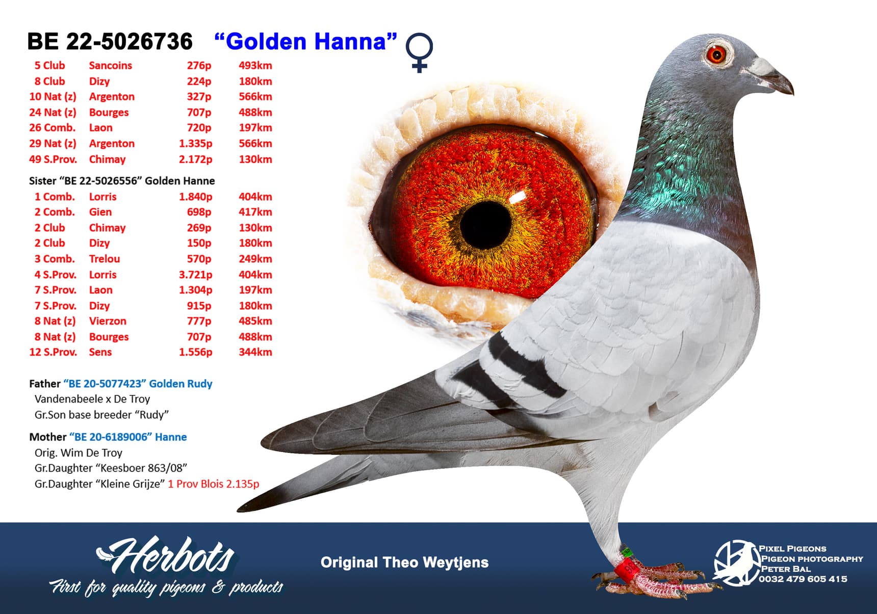 pigeon: undefined