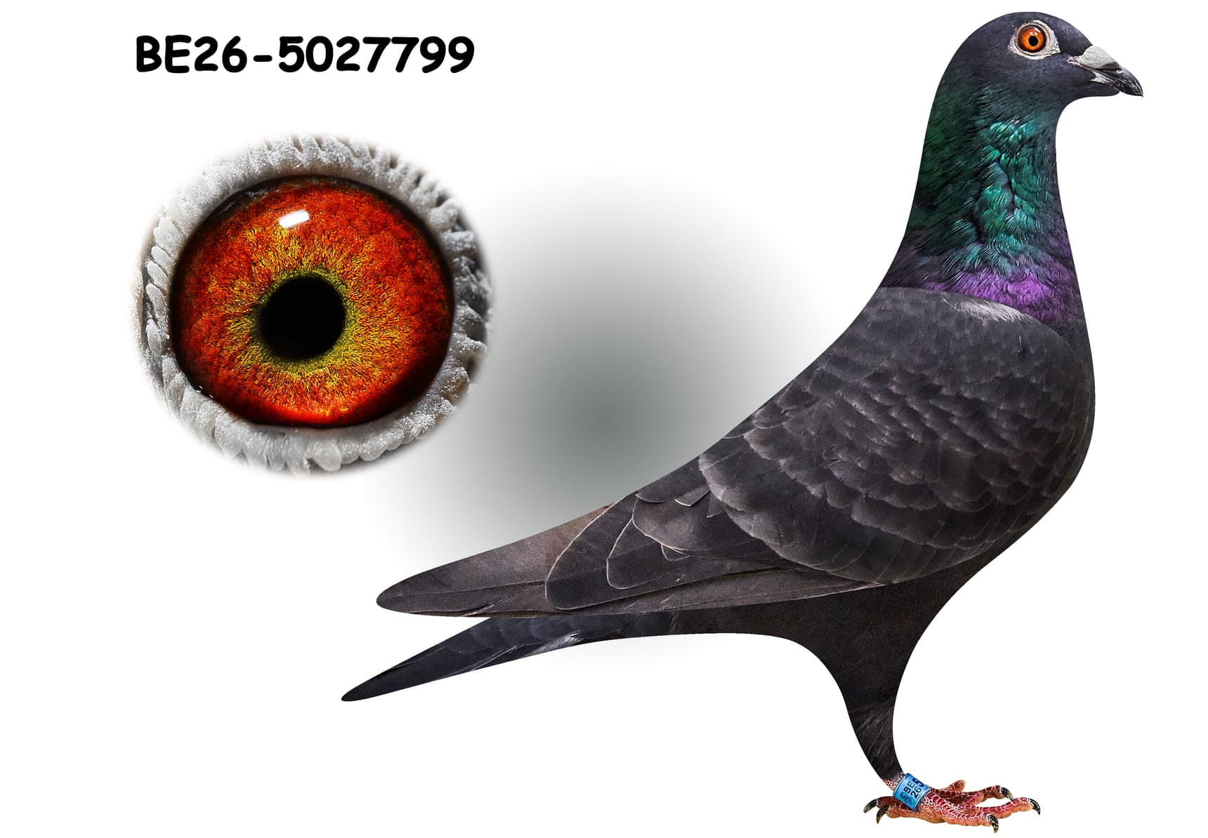 "Zwarte Harry 799"