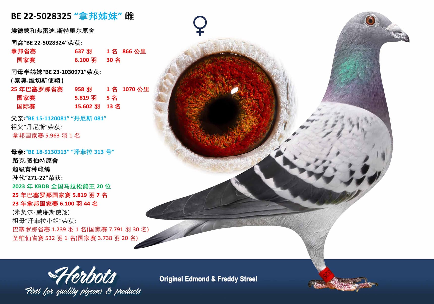 pigeon: undefined