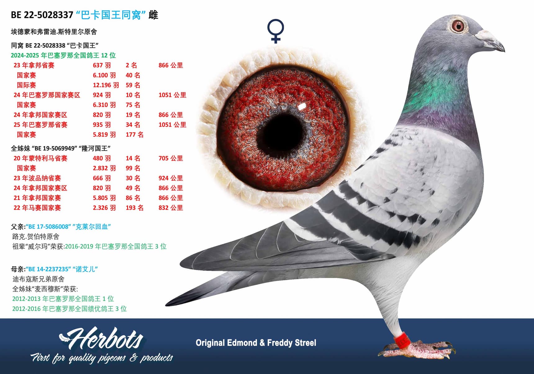 pigeon: undefined