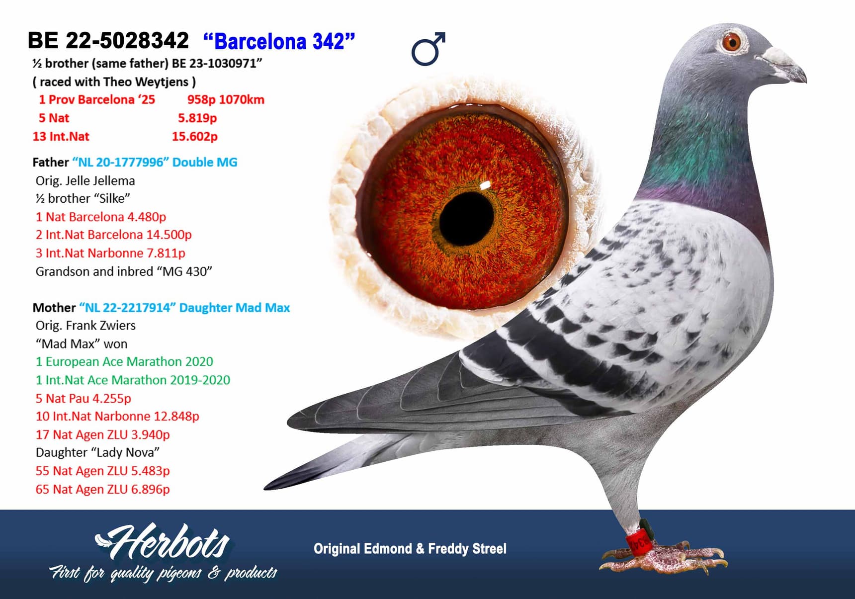 pigeon: undefined