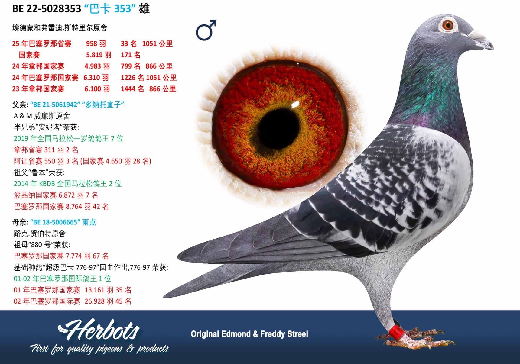 pigeon: undefined