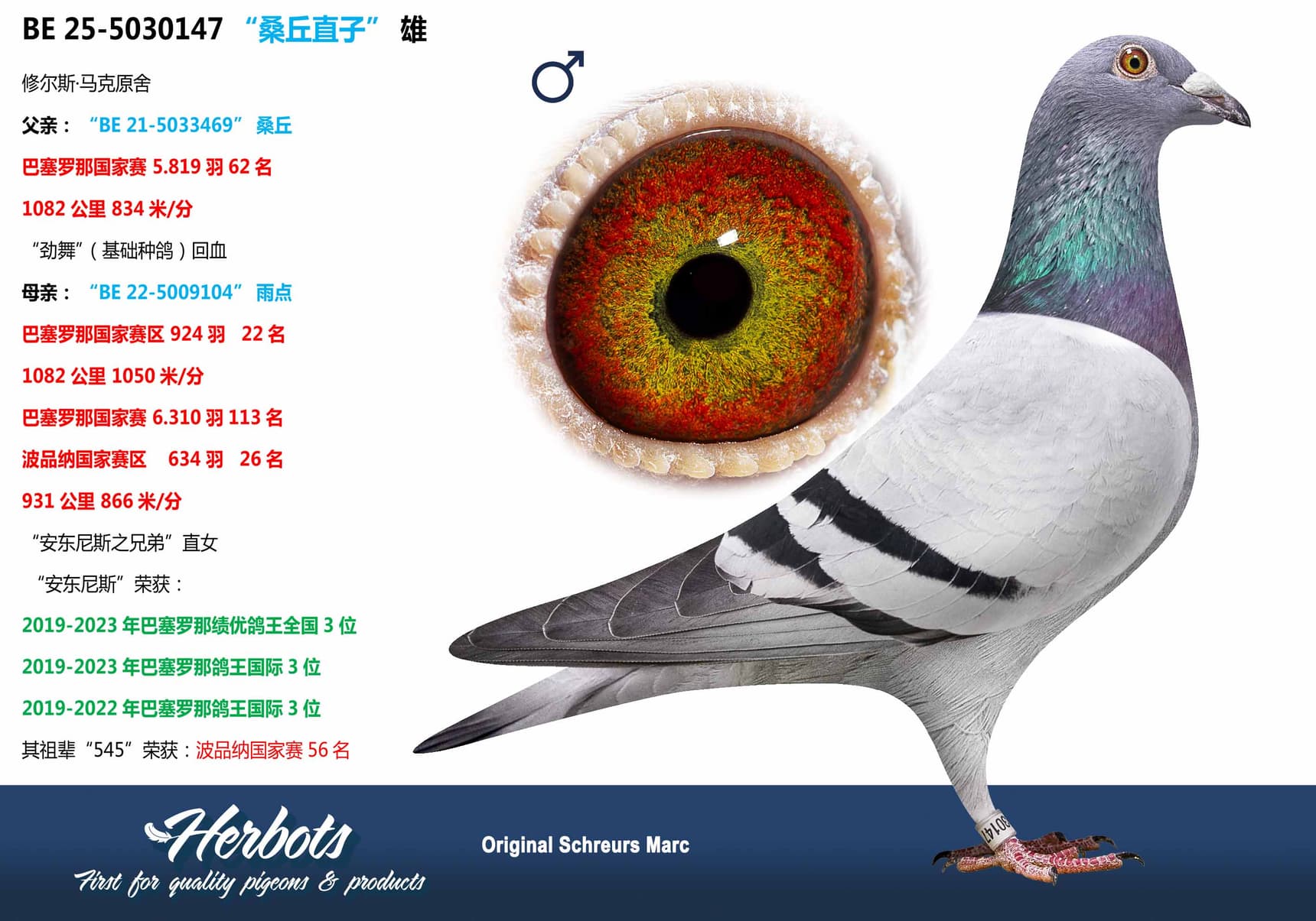 pigeon: undefined