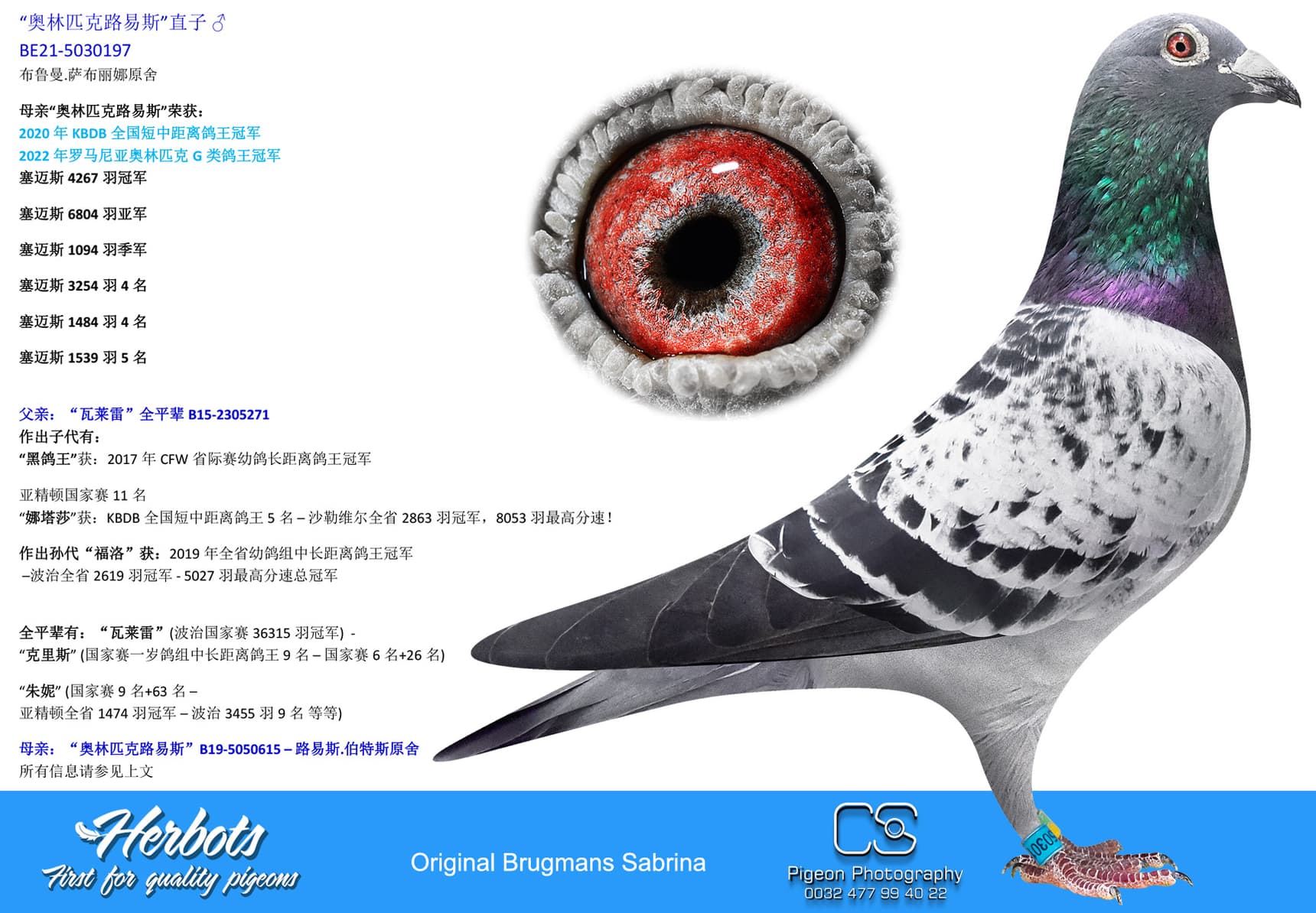pigeon: undefined