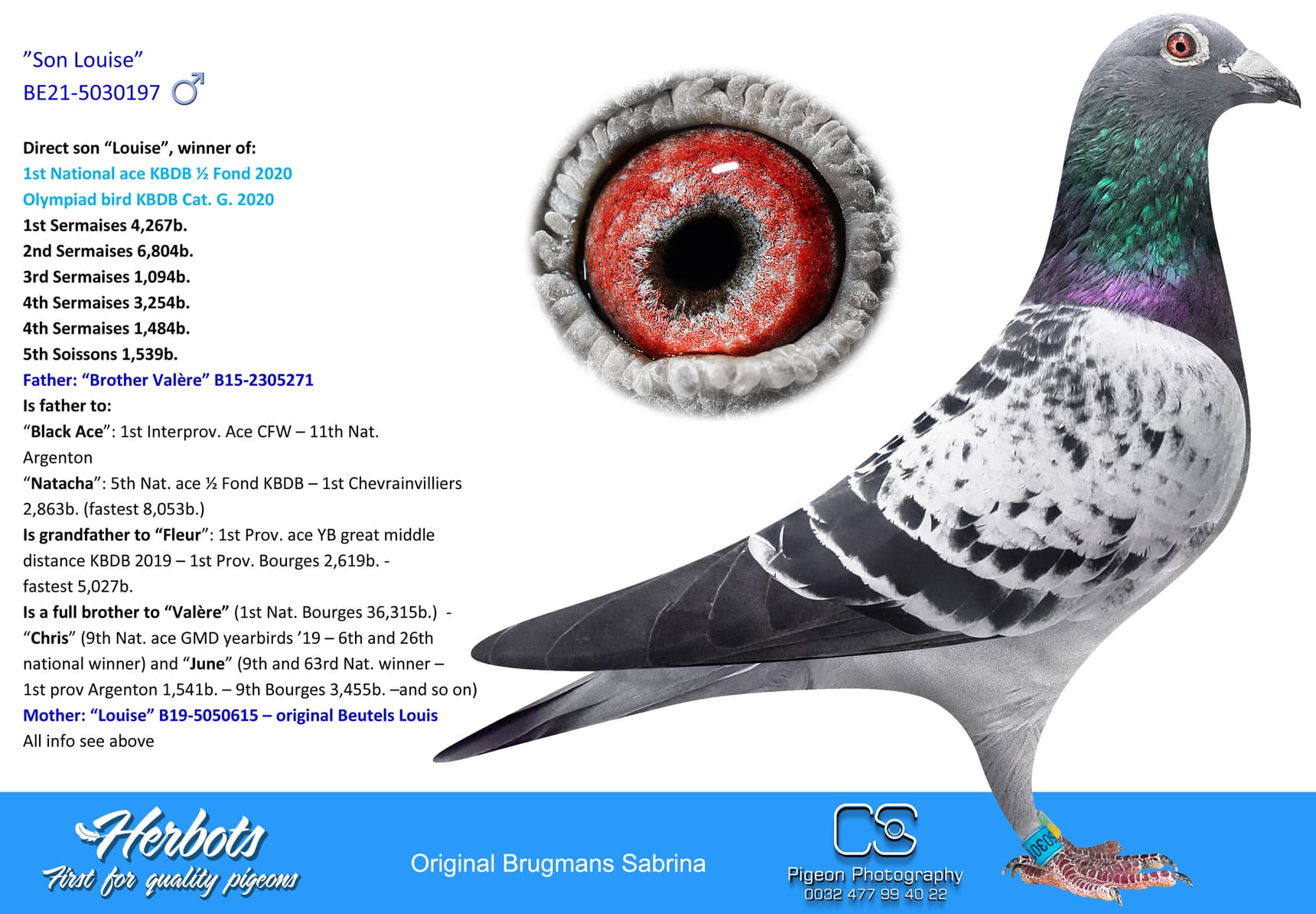 pigeon: undefined