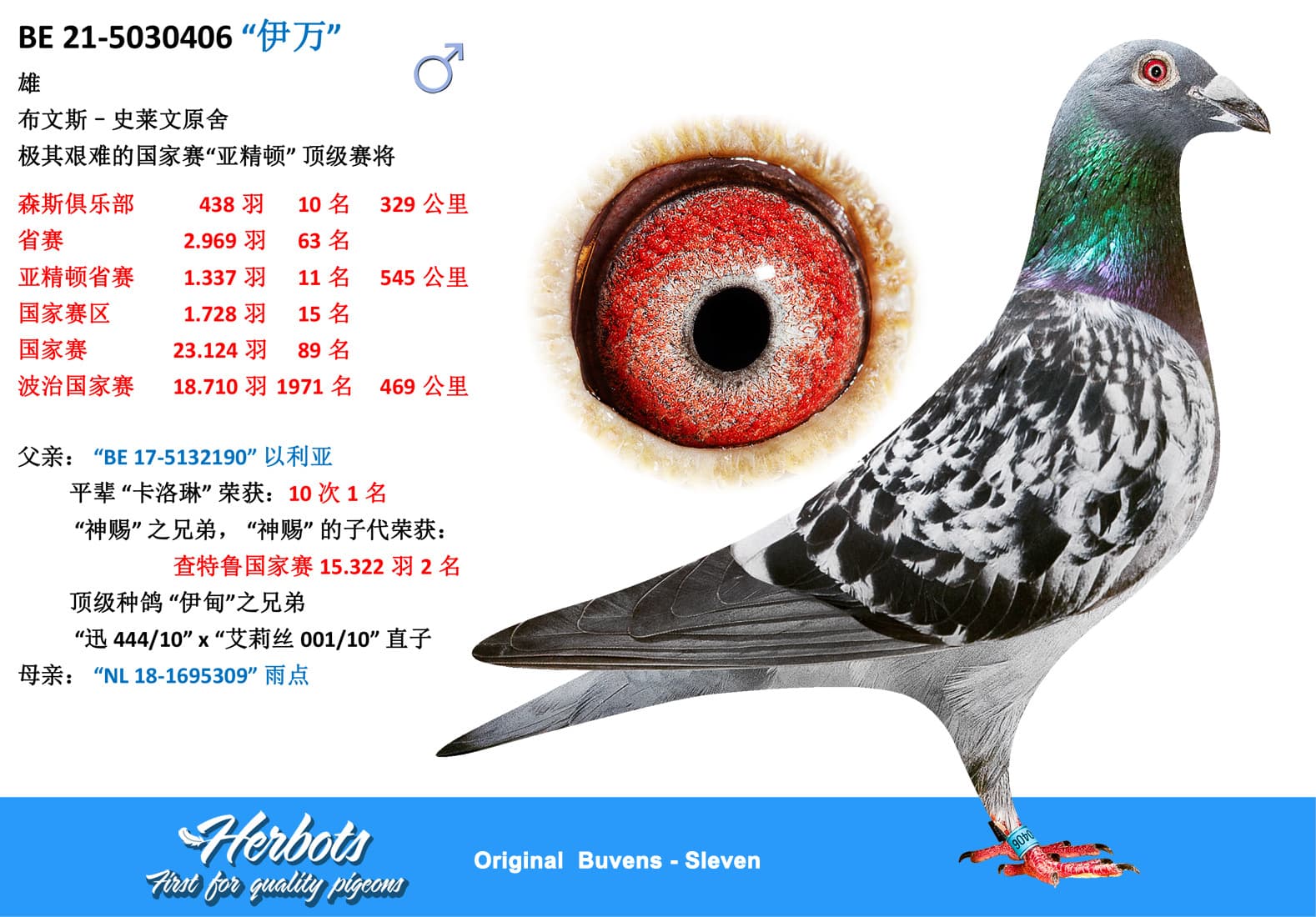 pigeon: undefined