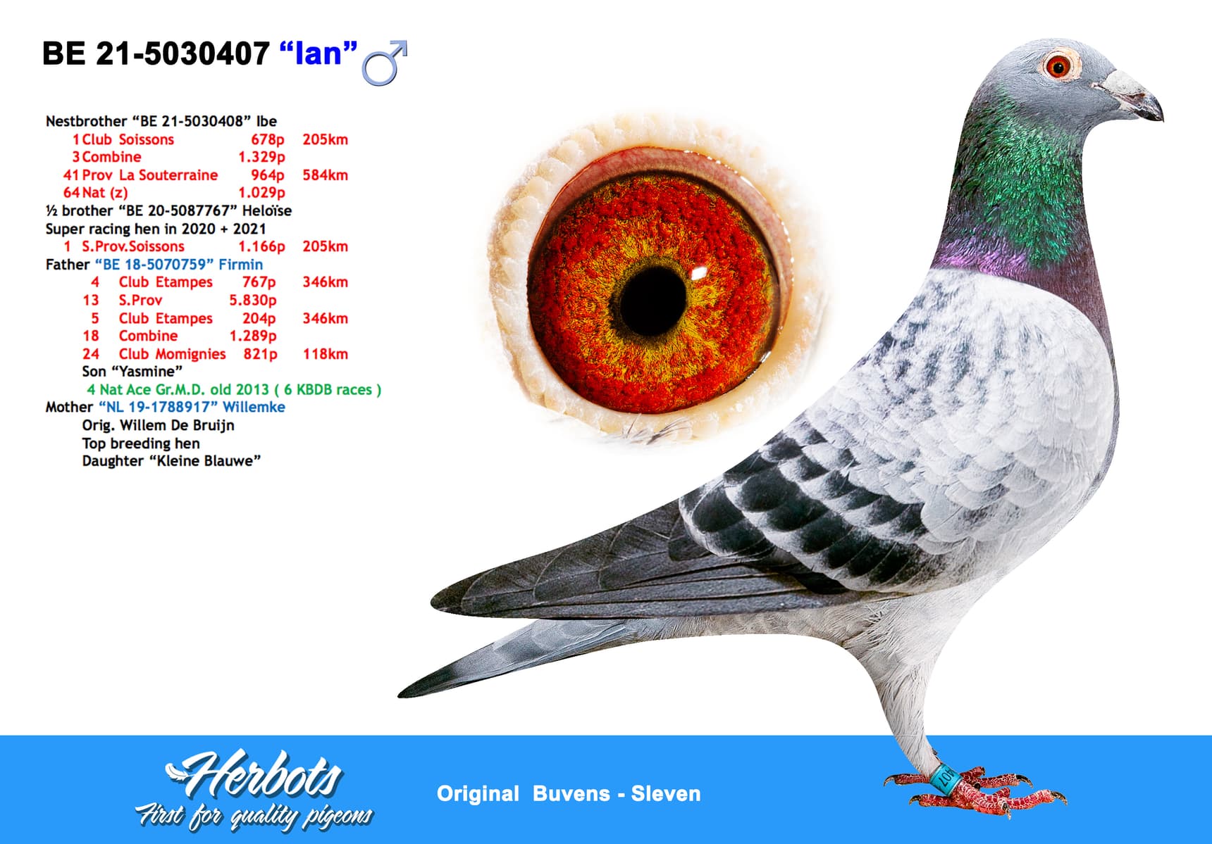 pigeon: undefined