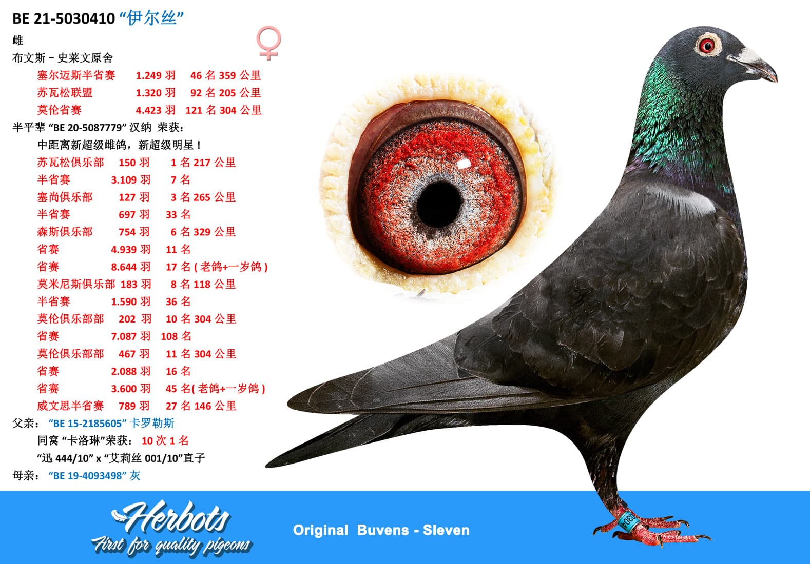 pigeon: undefined
