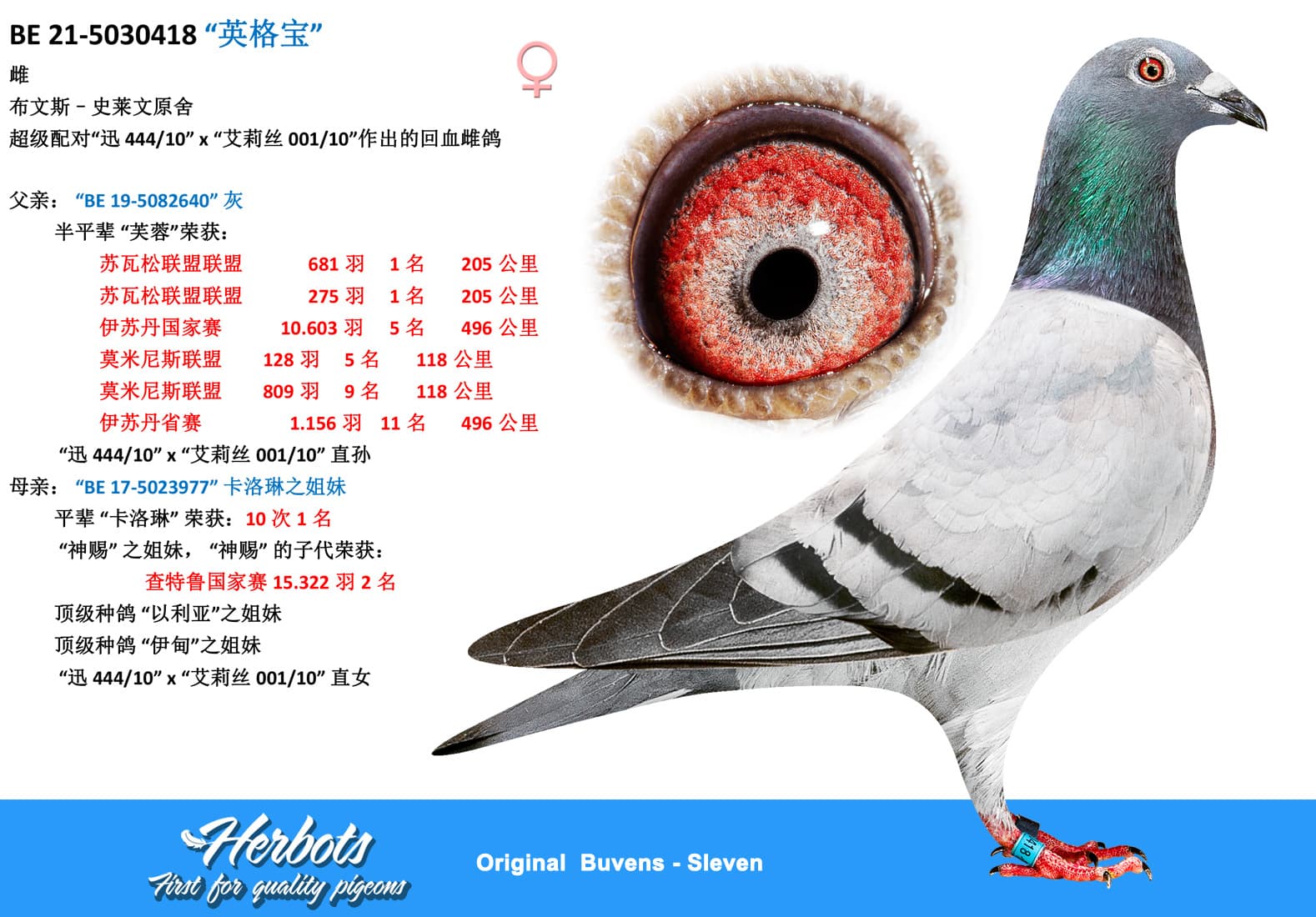 pigeon: undefined