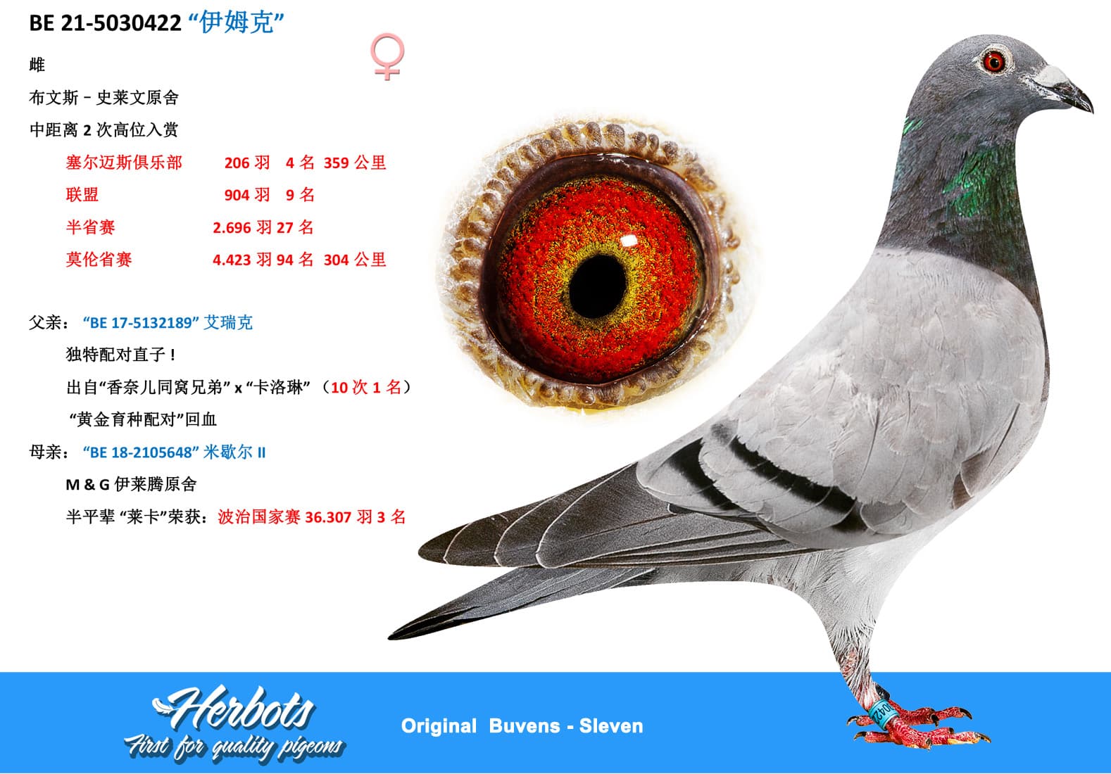 pigeon: “伊姆克”