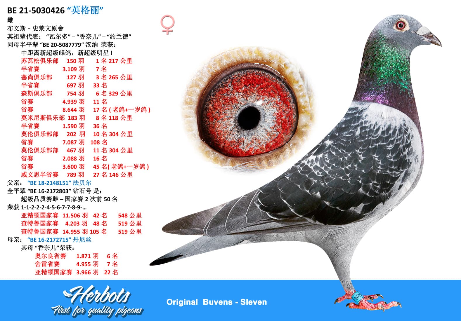 pigeon: undefined
