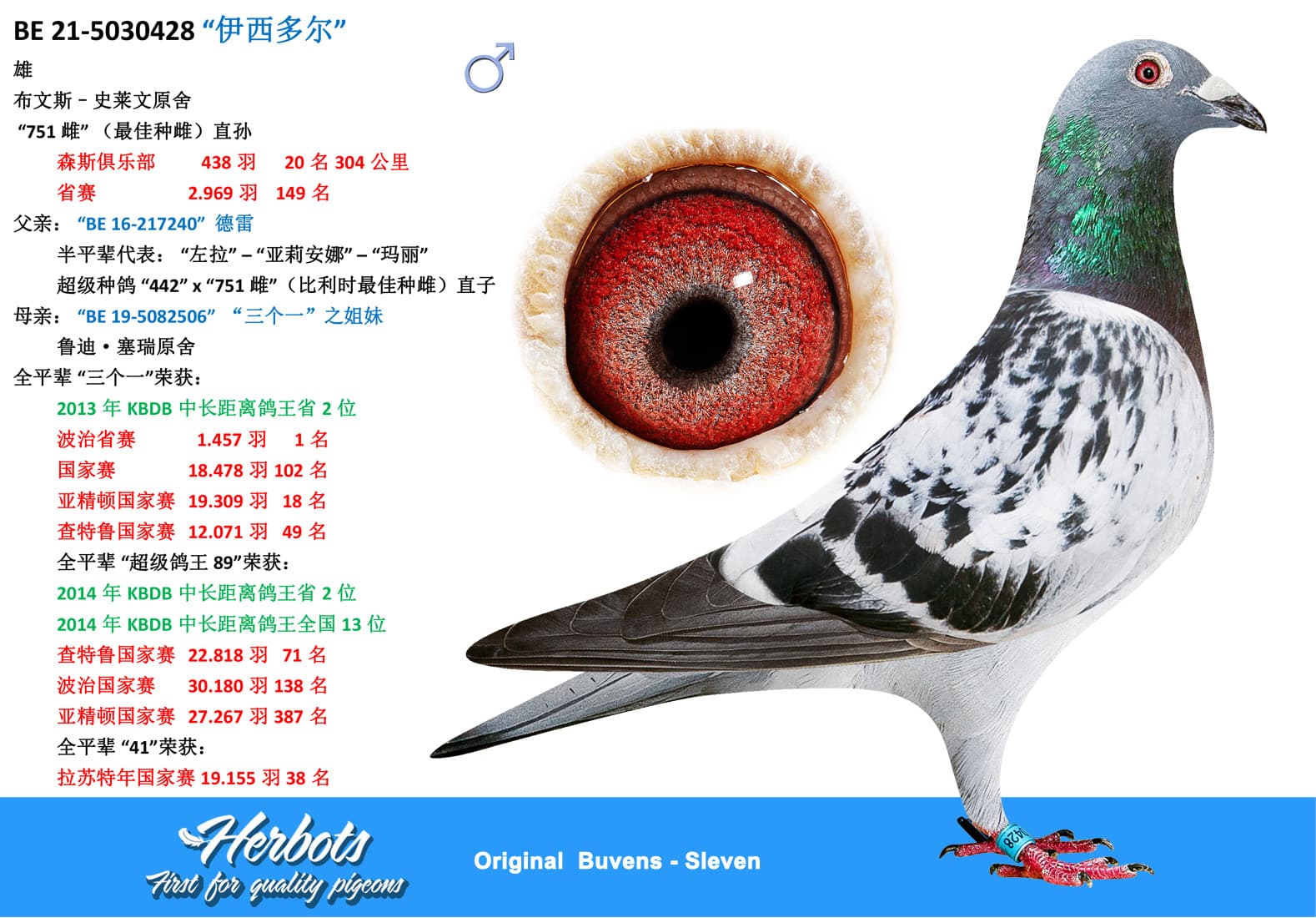 pigeon: “伊西多尔”