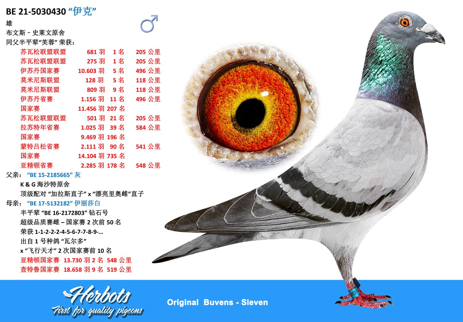 pigeon: undefined