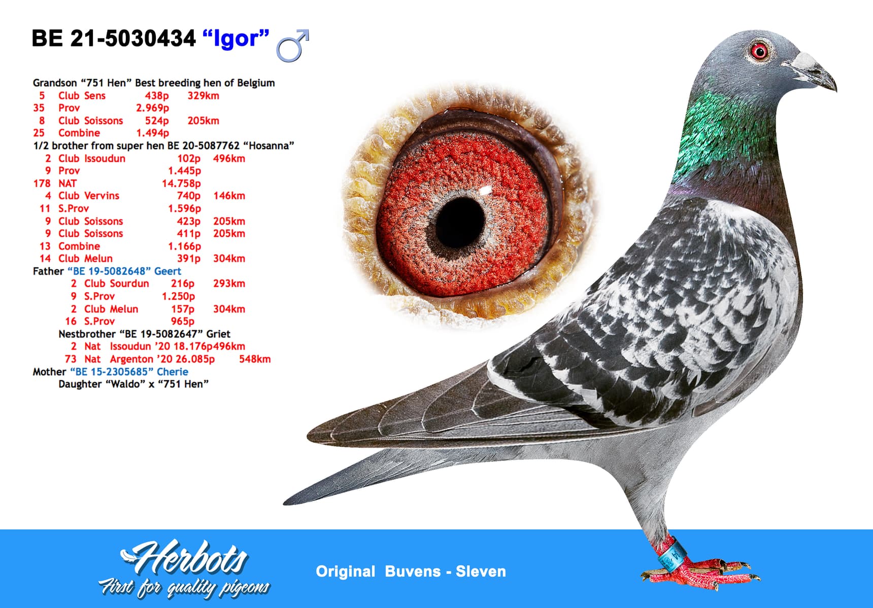 pigeon: undefined