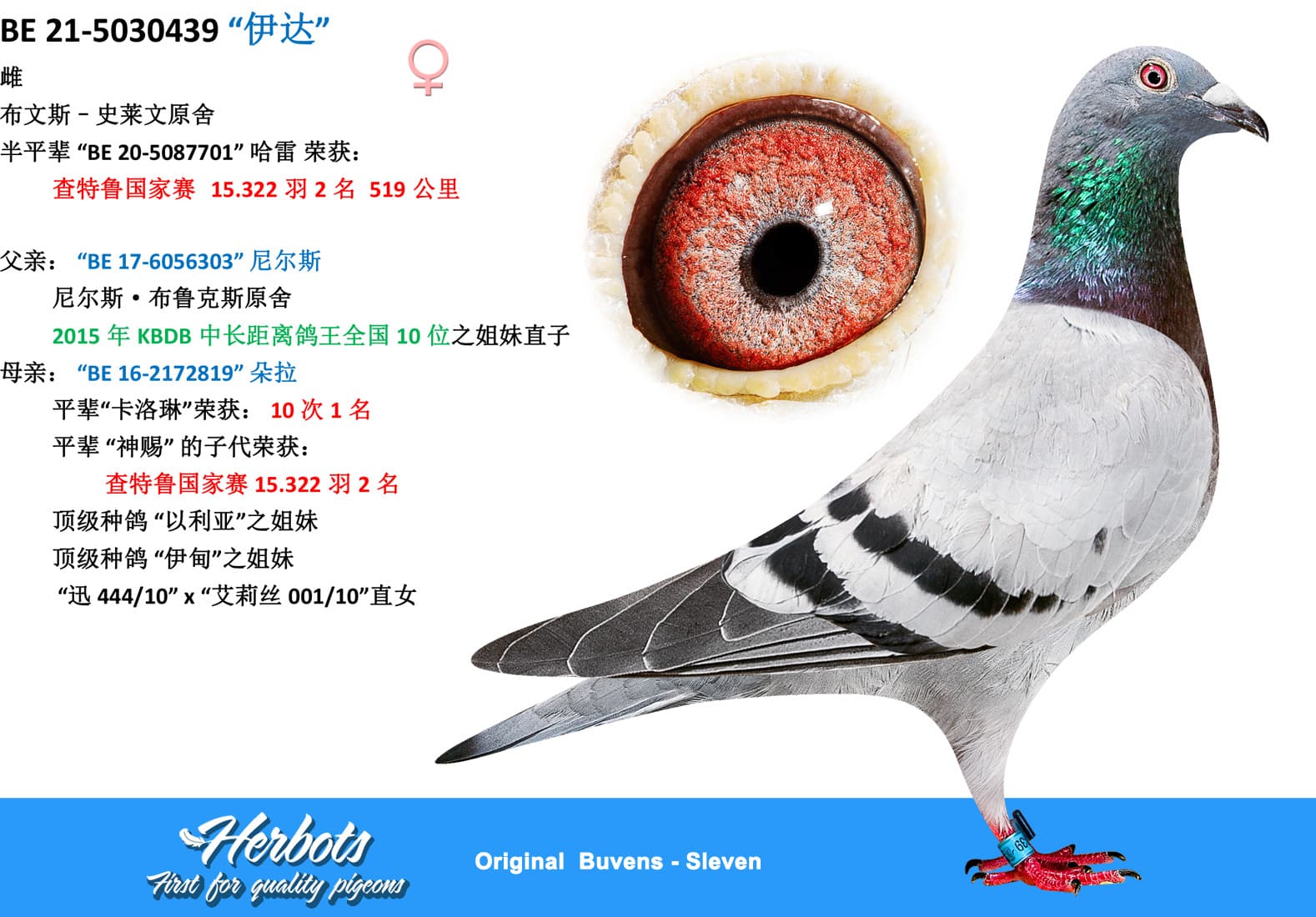 pigeon: undefined